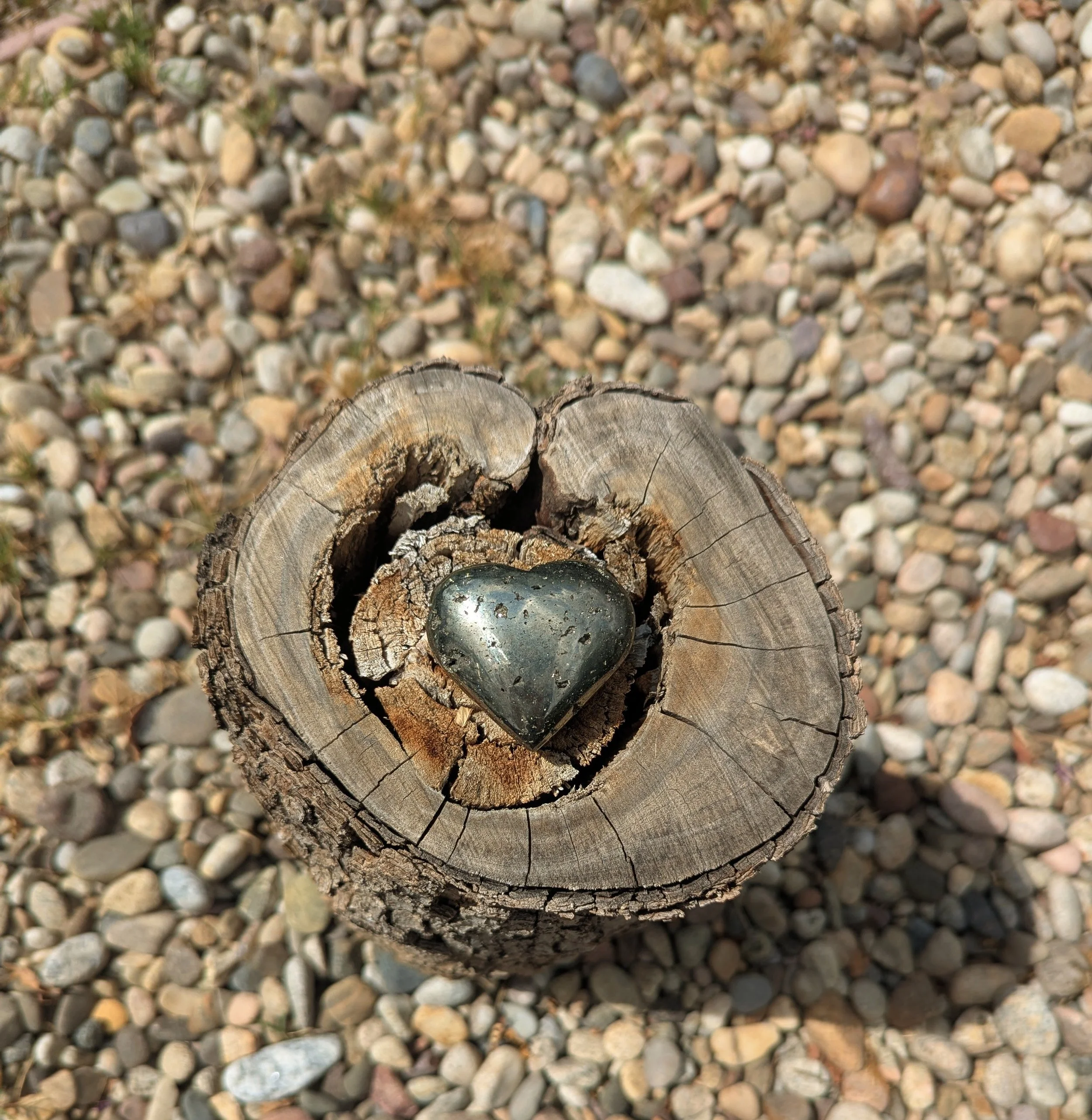 A polished pyrite heart resting inside the weathered center of a tree stump.