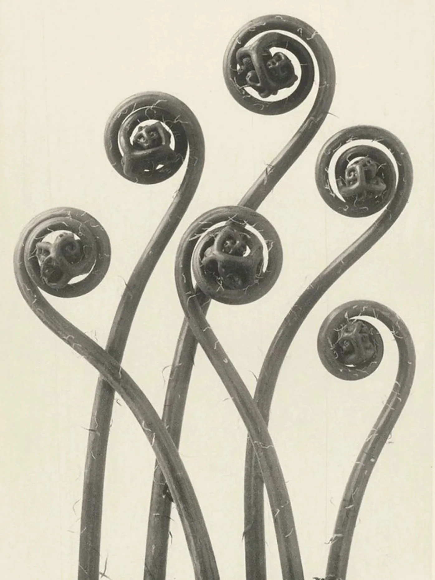Grey and beige photo that looks antique of five fiddle heads unopened growing upward and intertwining.