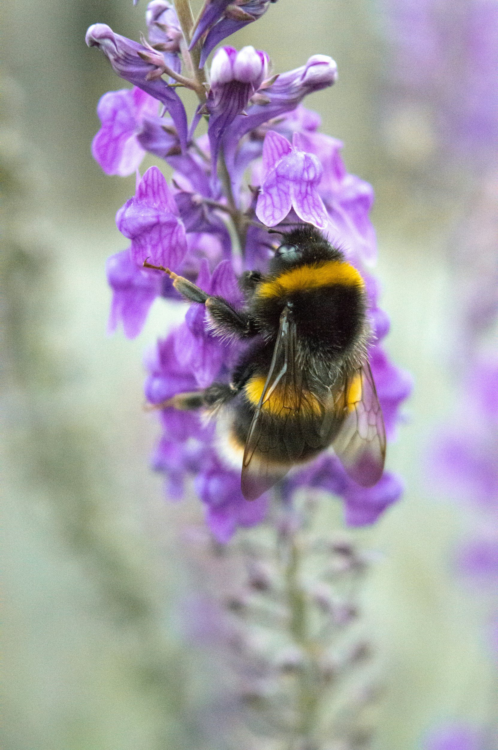 Kindergarten - 12th Grade Pollinator's Education