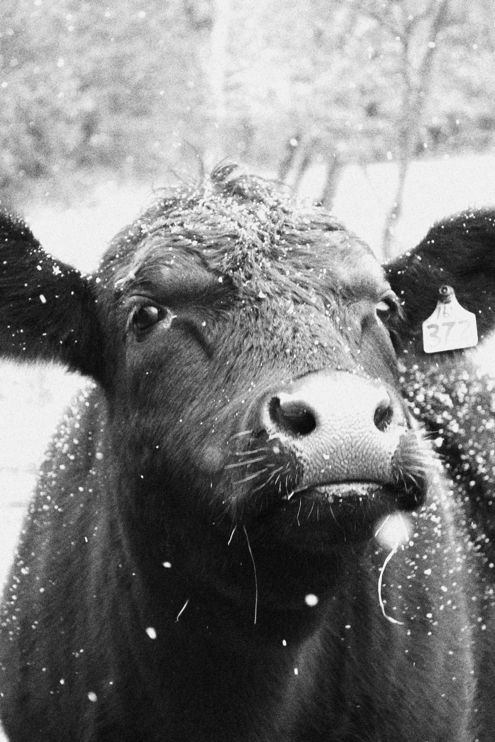 Winter Livestock Series 