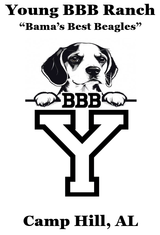 Young BBB Ranch | &quot;Bama&#39;s Best Beagles&quot;
