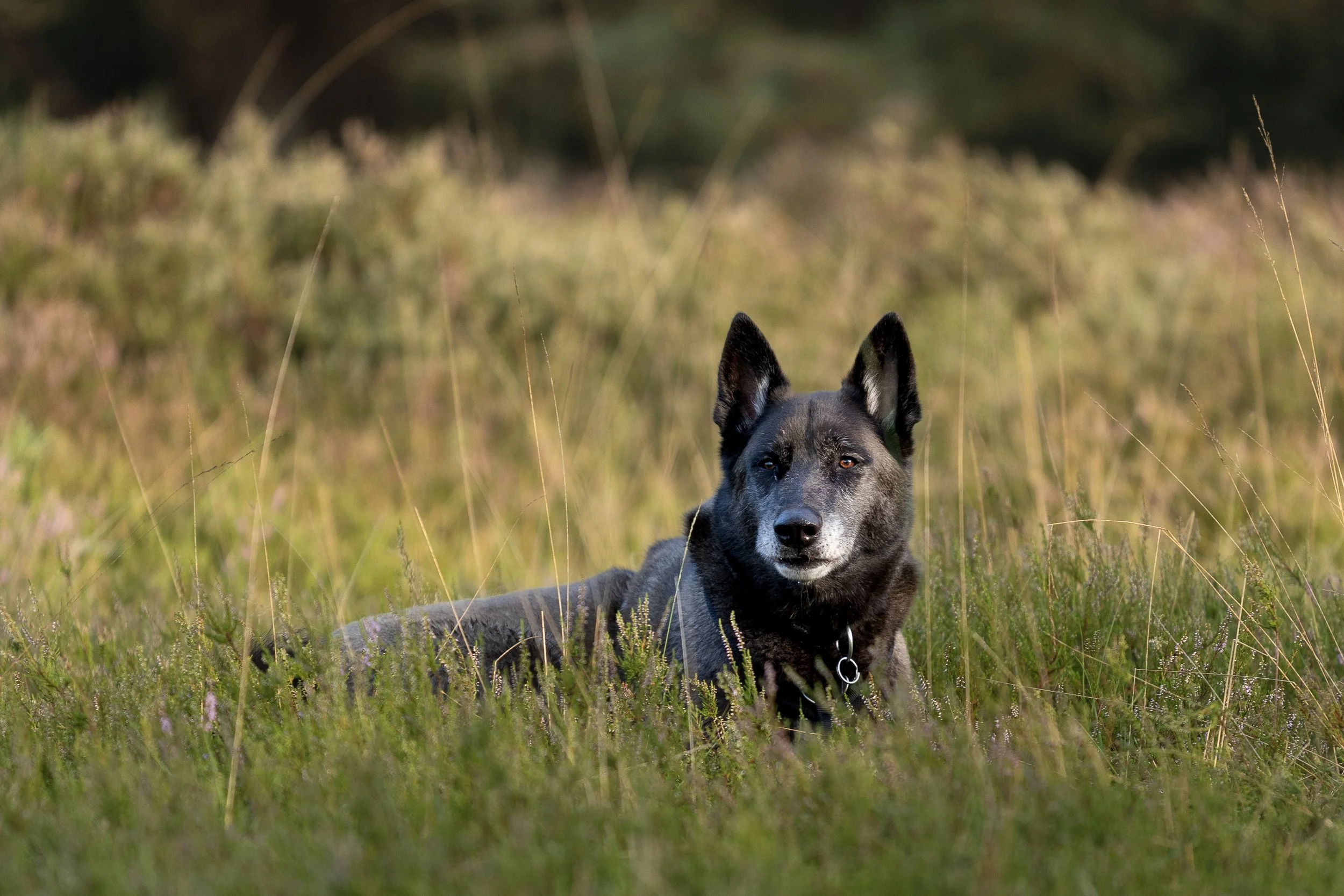 A black and grey dog lying in a grassy field with tall grass and blurred trees in the background.