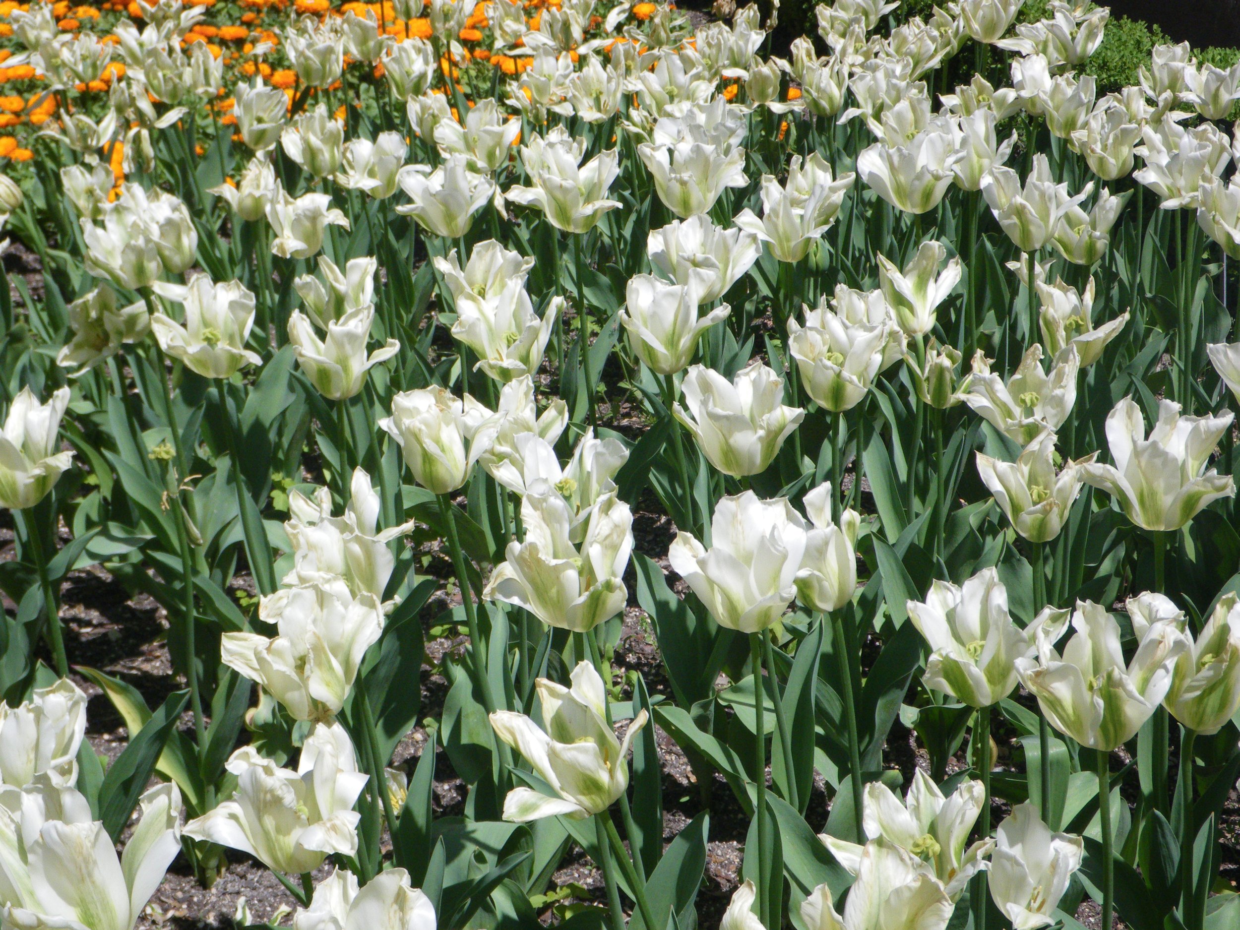 Spring_Green.jpg