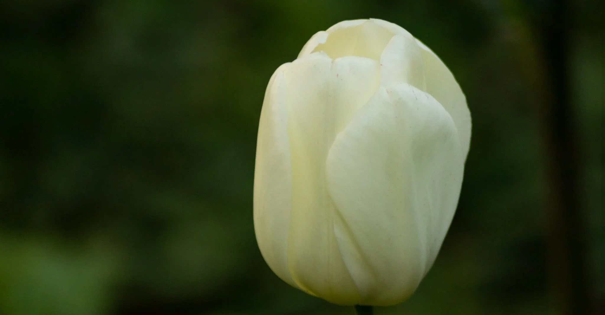 Maureen Tulip Bulb