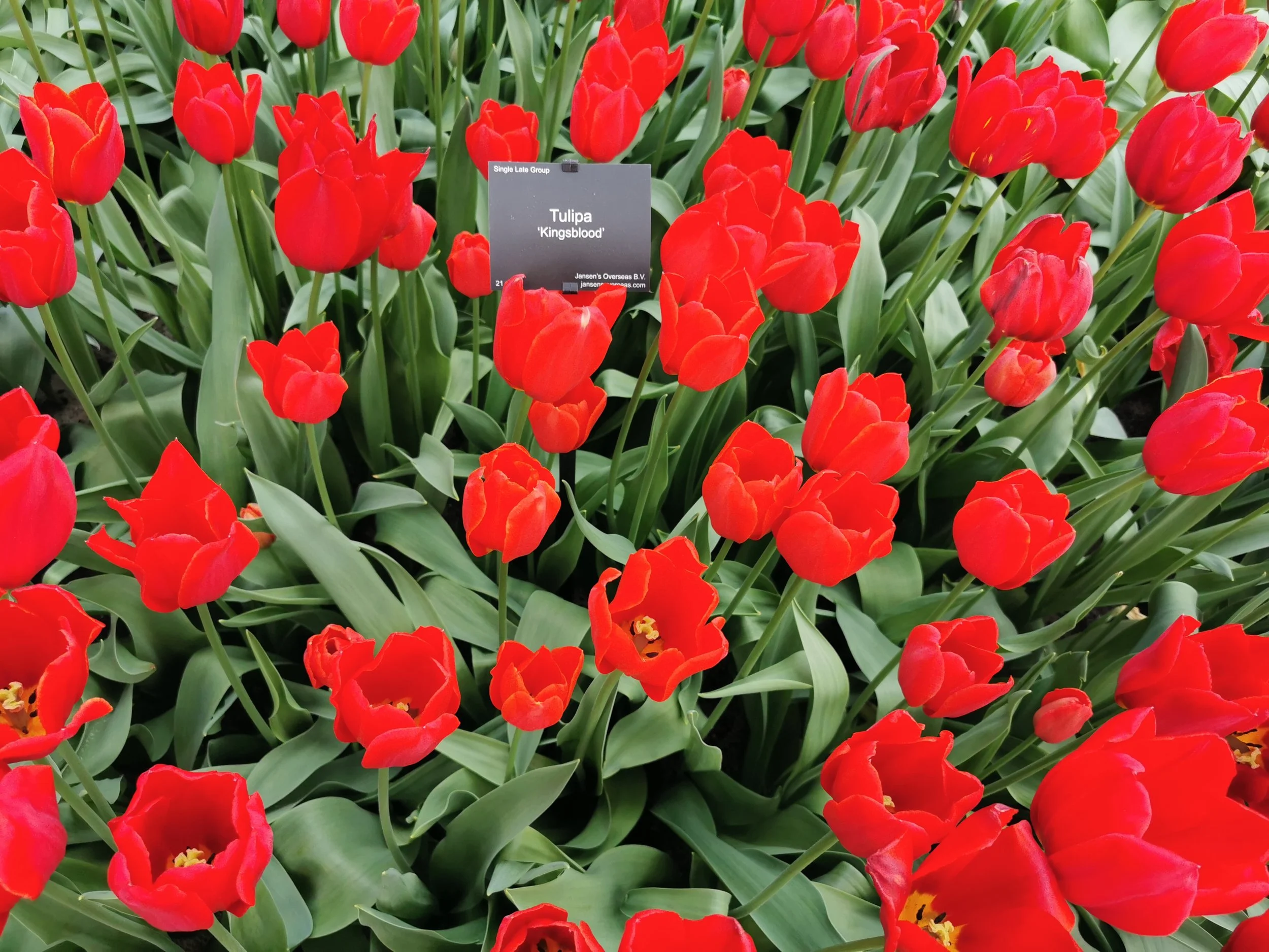 Tulip_Kingsblood.jpg