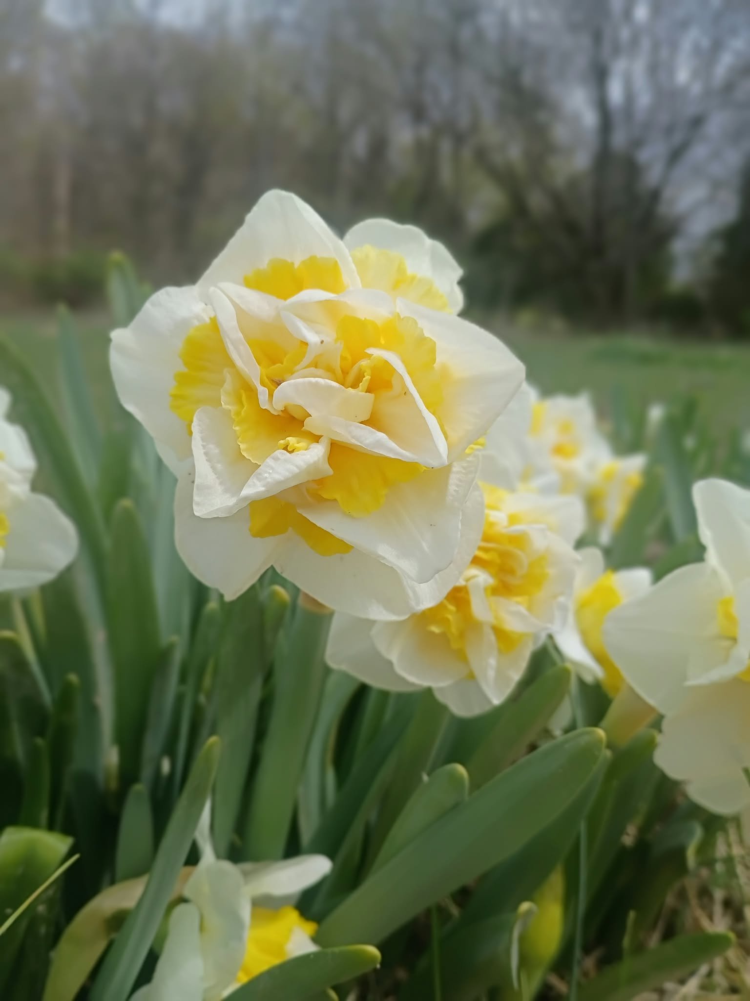 Westward Narcissi Bulb