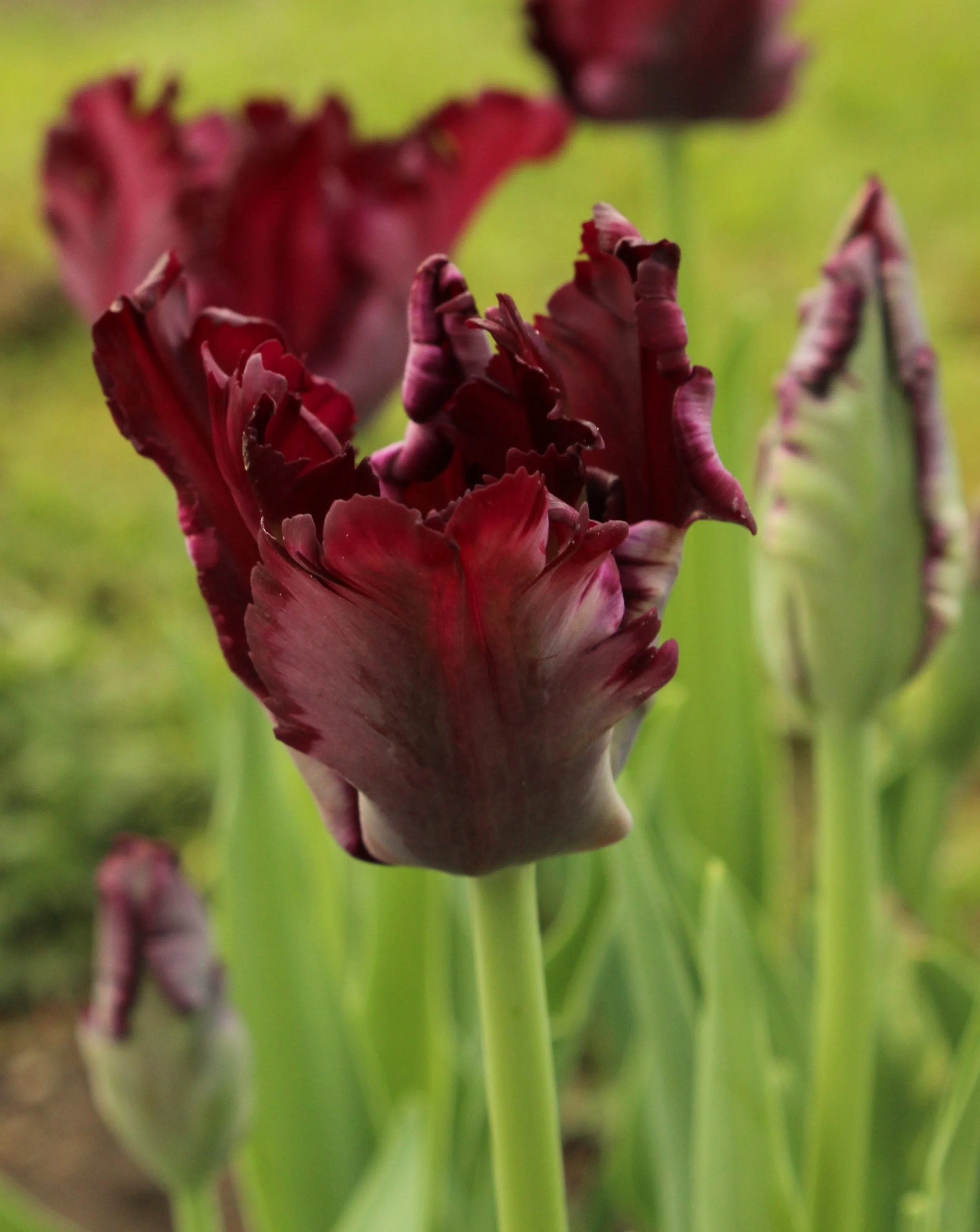 Black Parrot Tulip Bulb