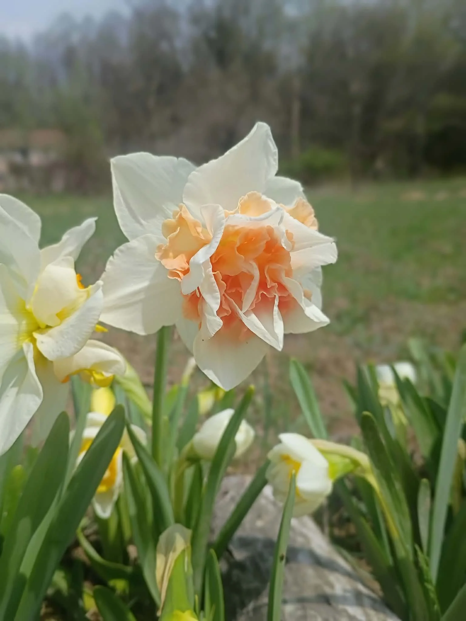 Delnashaugh Narcissi Bulb