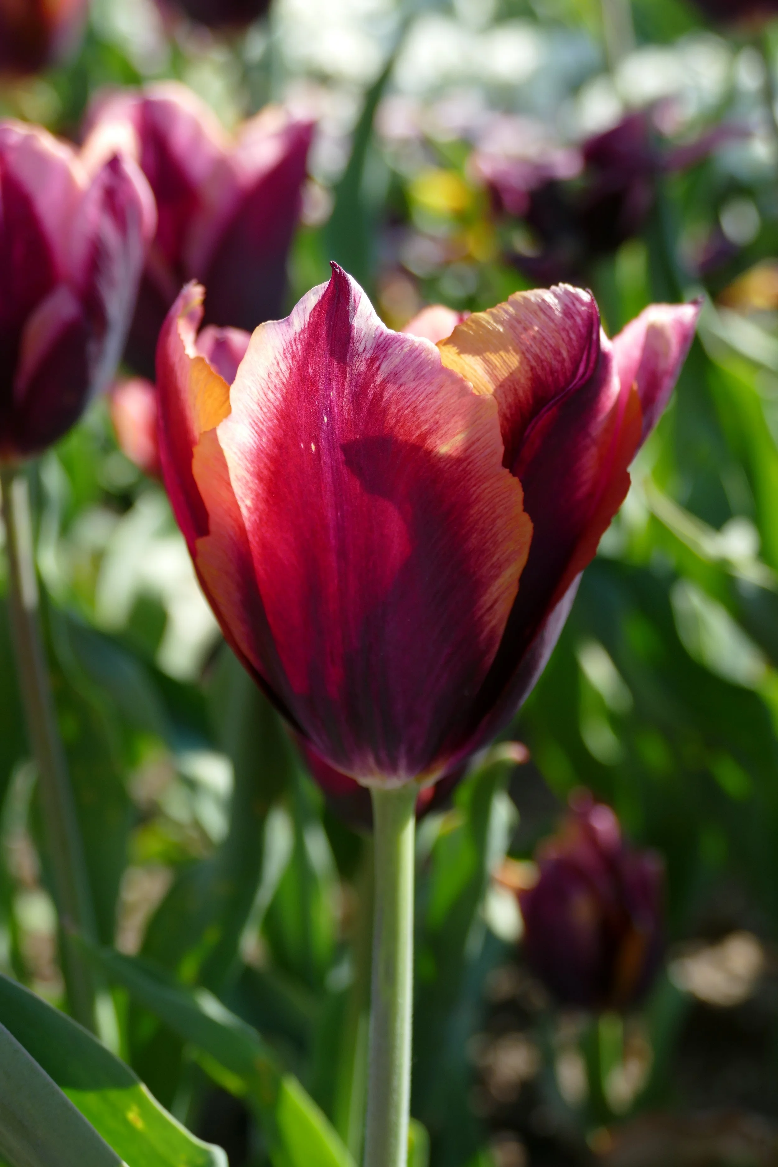 Slawa Tulip Bulb