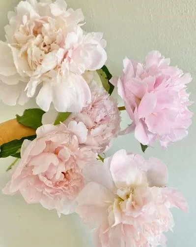 Pecher Peony Bareroot