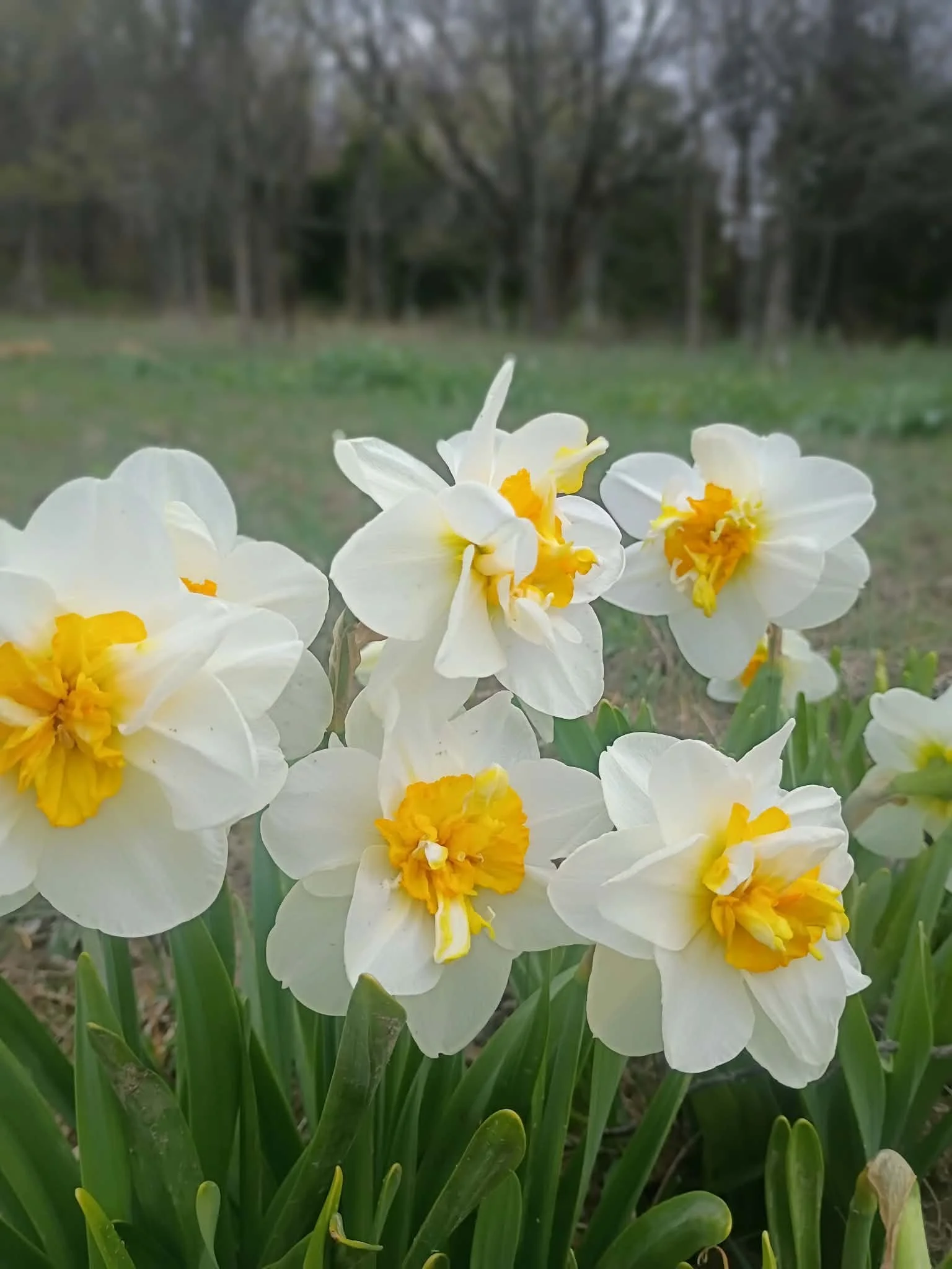 Flower Drift Narcissus Bulb