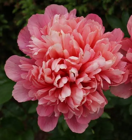 Lorelei Peony Bareroot