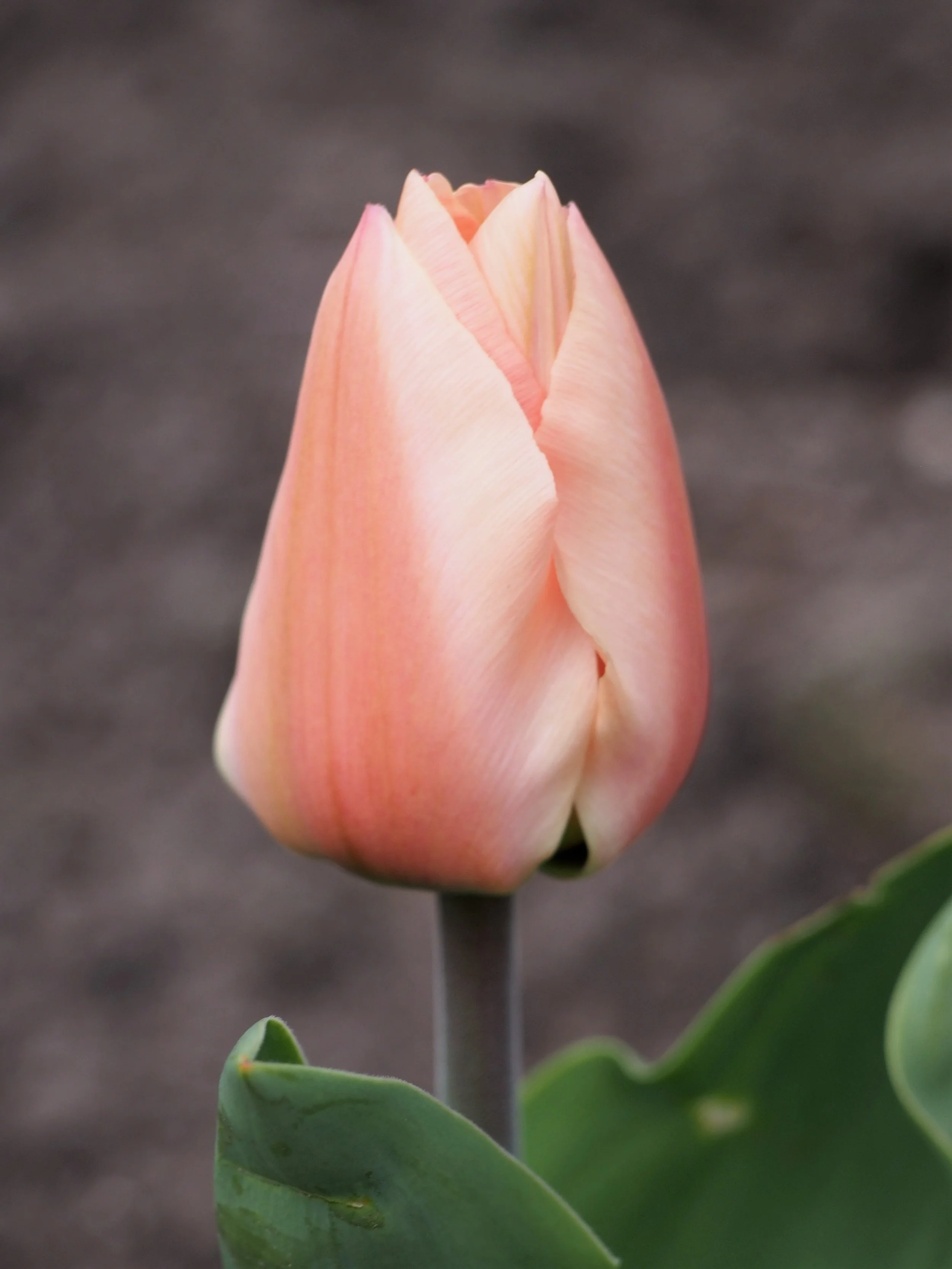 Apricot Beauty Tulip Bulb