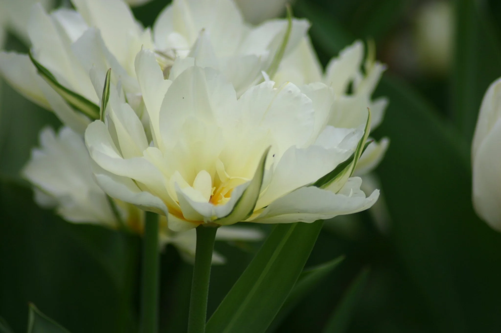 Exotic Emperor Tulip Bulb