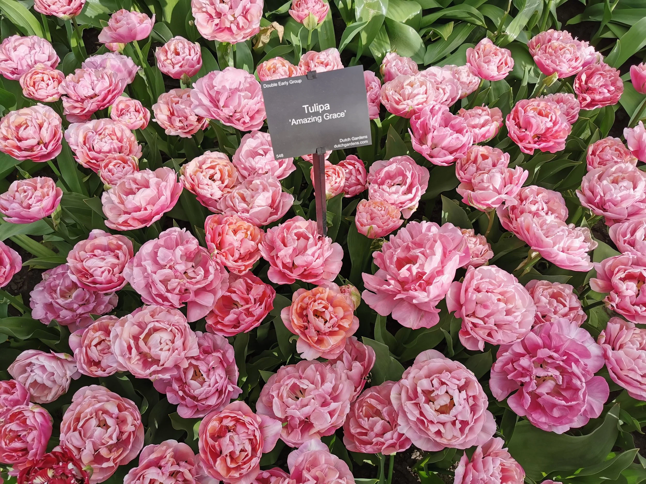 Amazing Grace Tulip Bulb