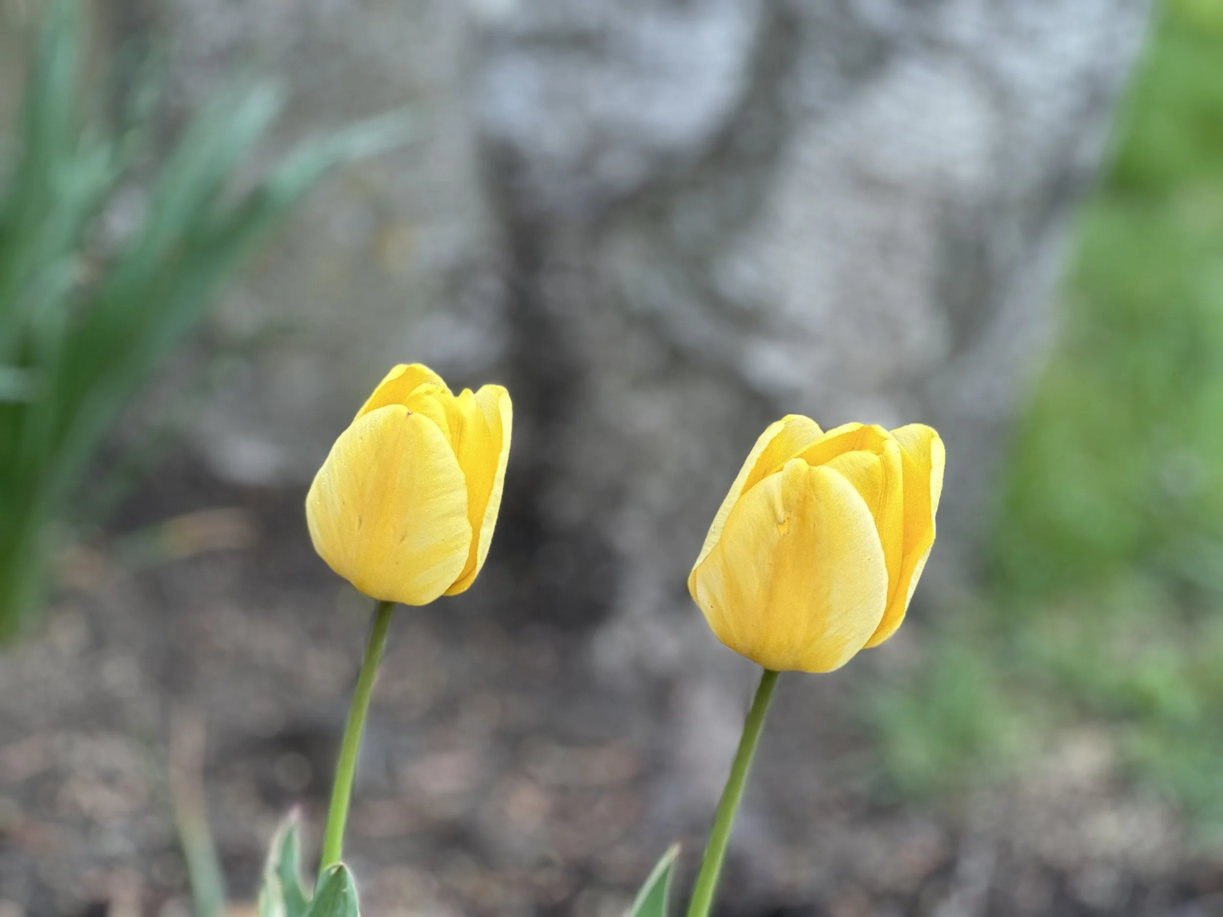 Two_yellow_tulips.jpg