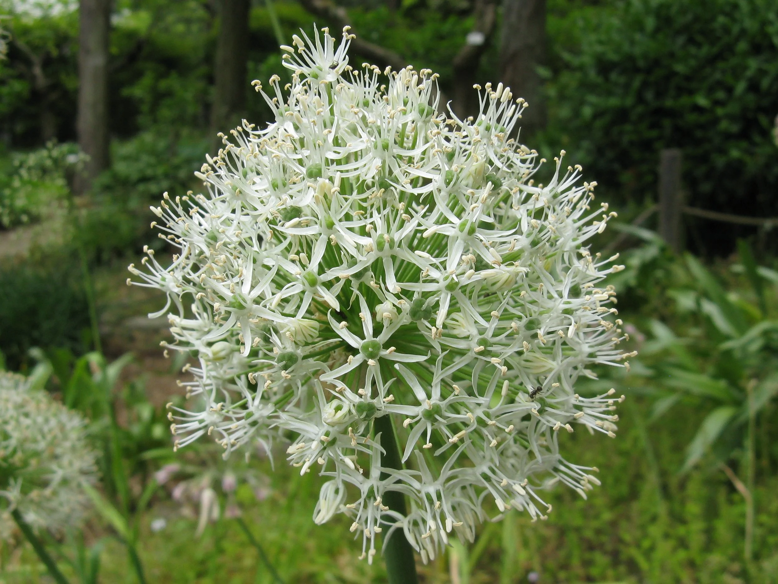 Mt. Everest Allium Bulbs