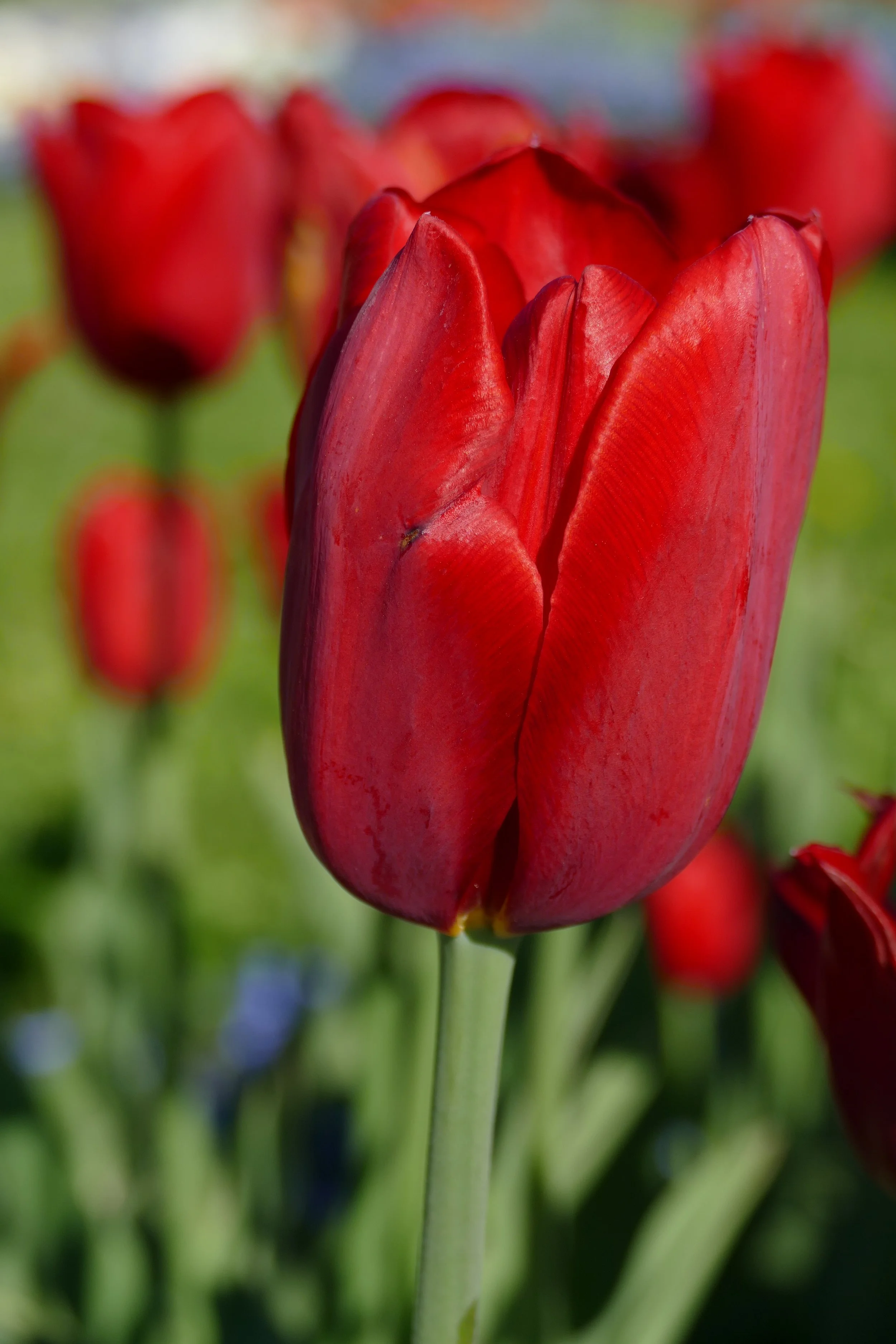 Kingsblood Tulip Bulb