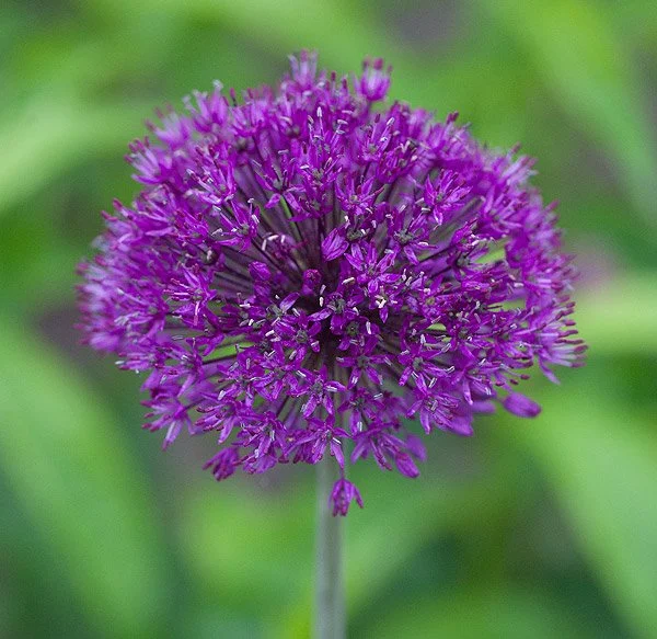Purple Sensation Allium Bulbs