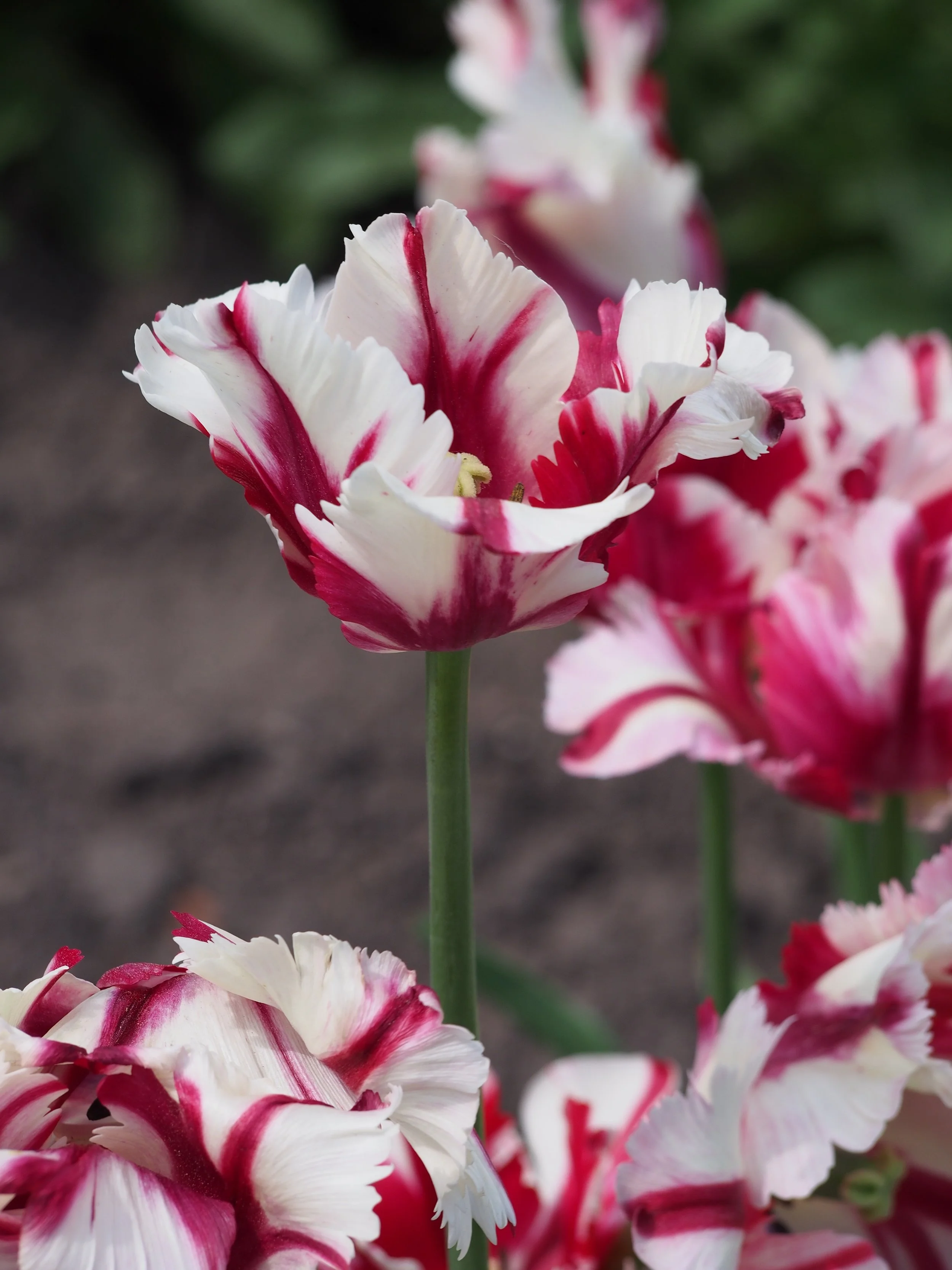 Estella Rijnveld Tulip Bulb