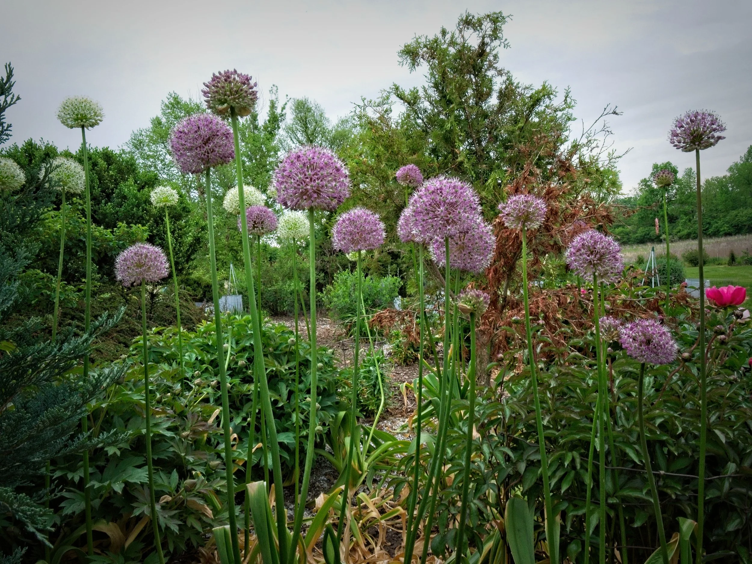 Giganteum Allium Bulbs