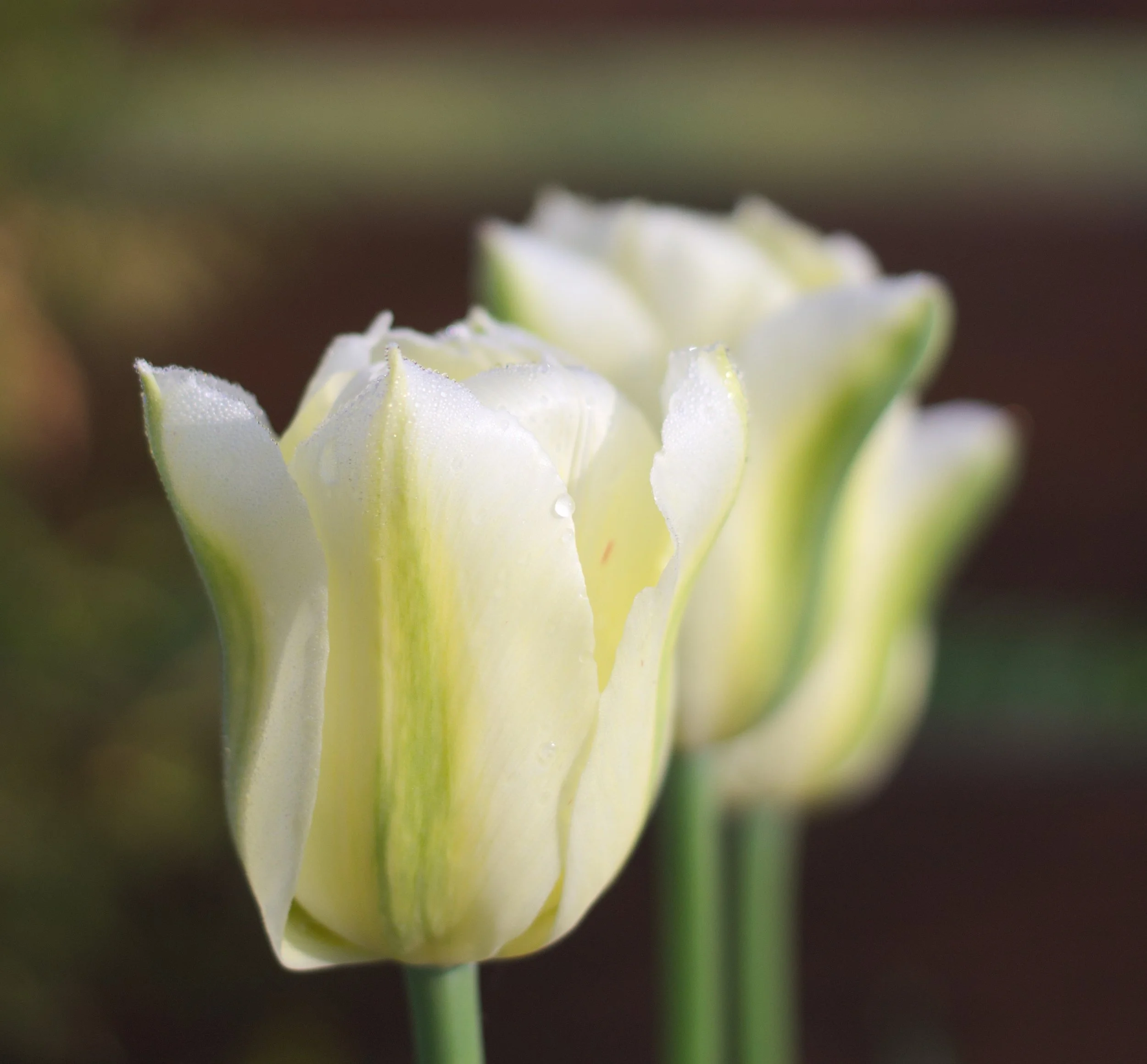 Spring Green Tulip Bulb