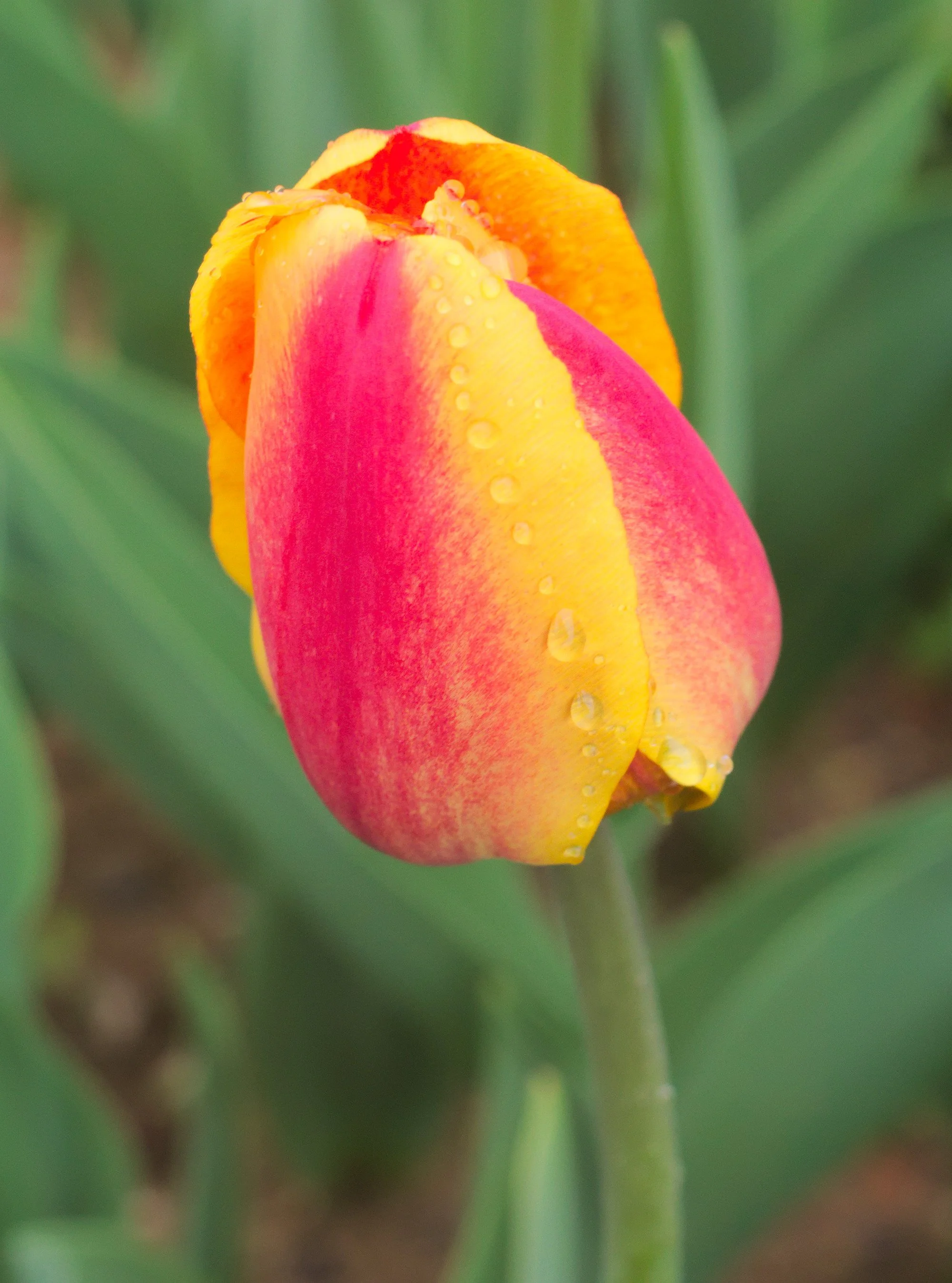 Appeldoorn's Elite Tulip Bulb