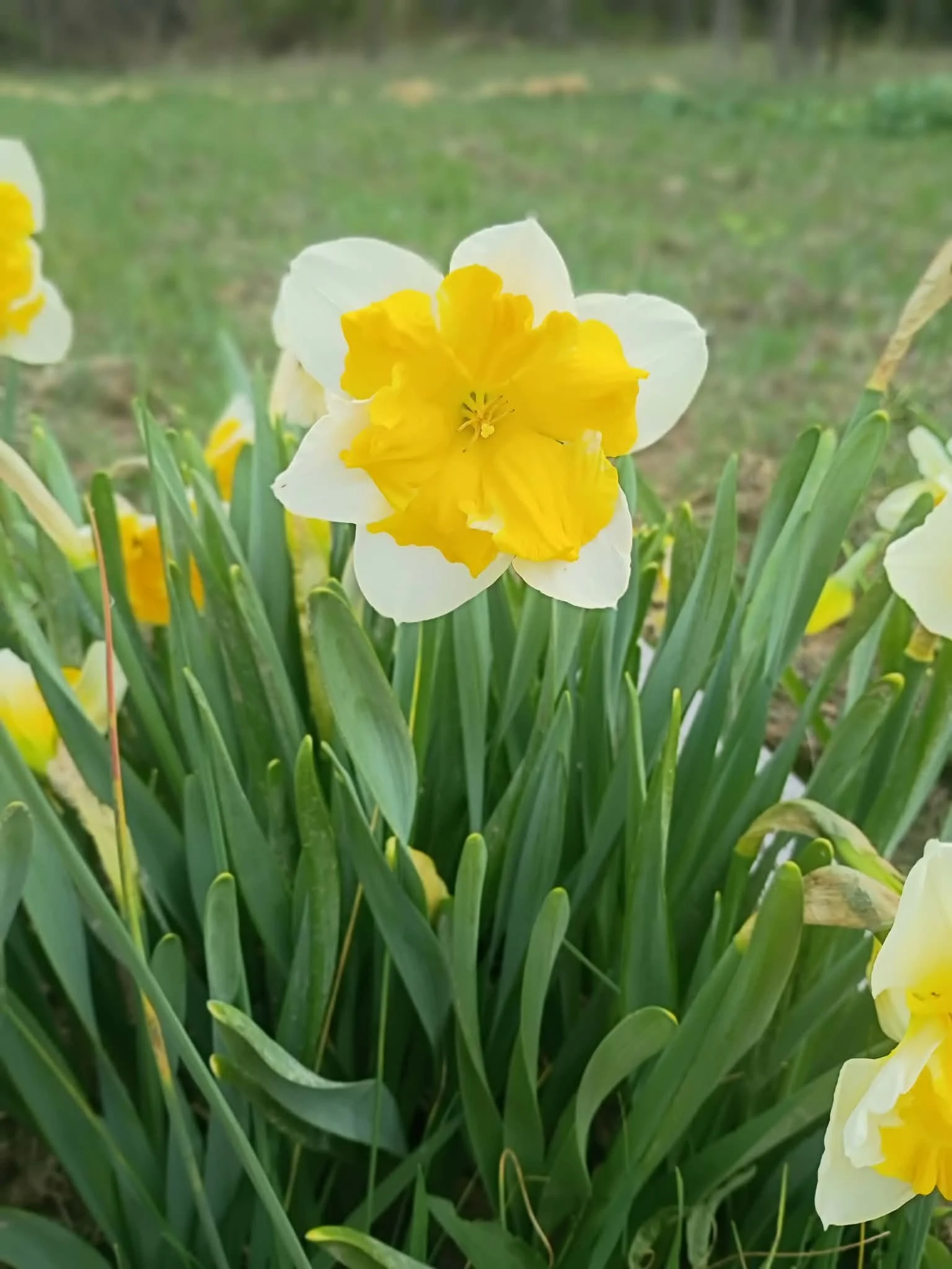 Orangery Narcissi Bulb