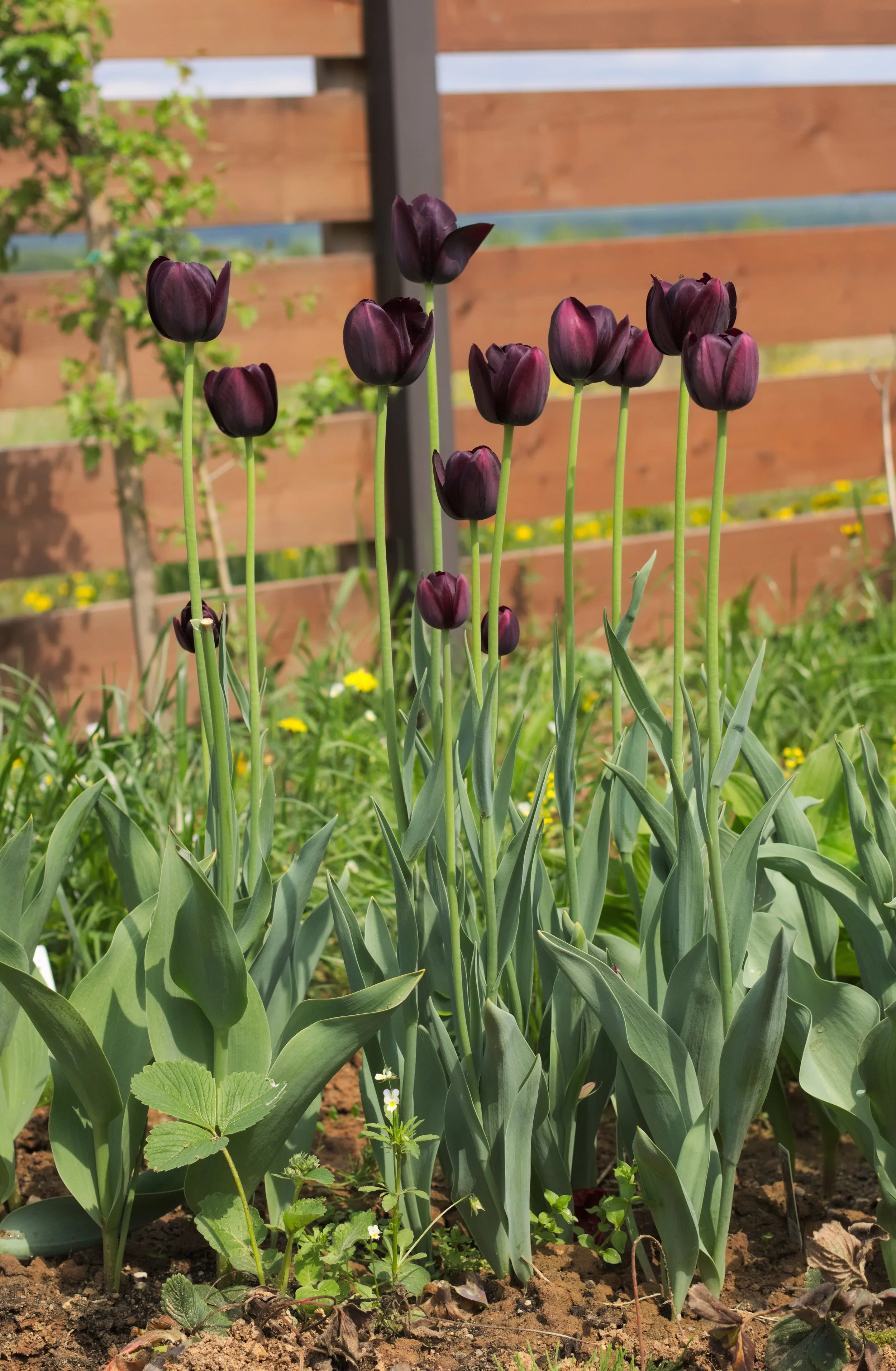Queen of the Night Tulip Bulb