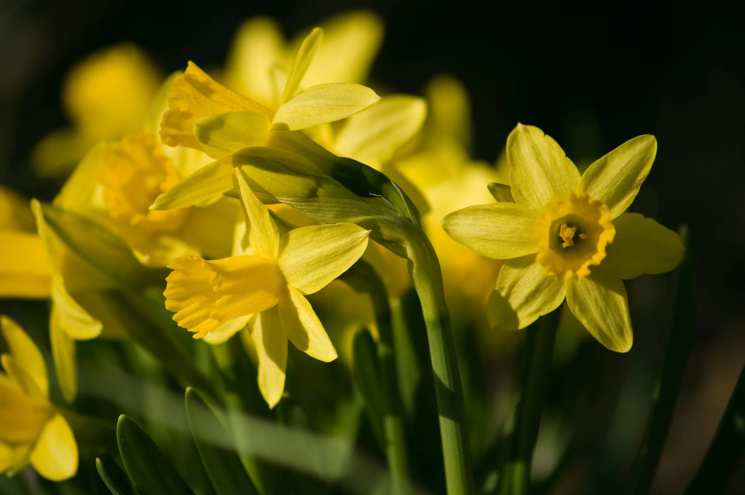 Tete a Tete Narcissus Bulb