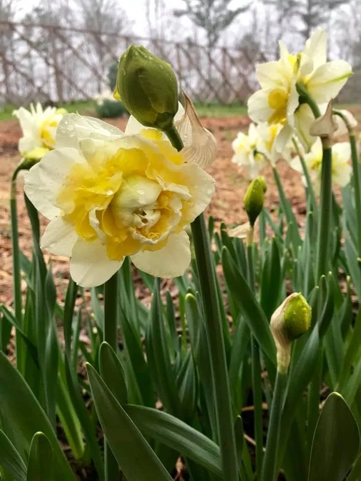 Lingerie Narcissus Bulb