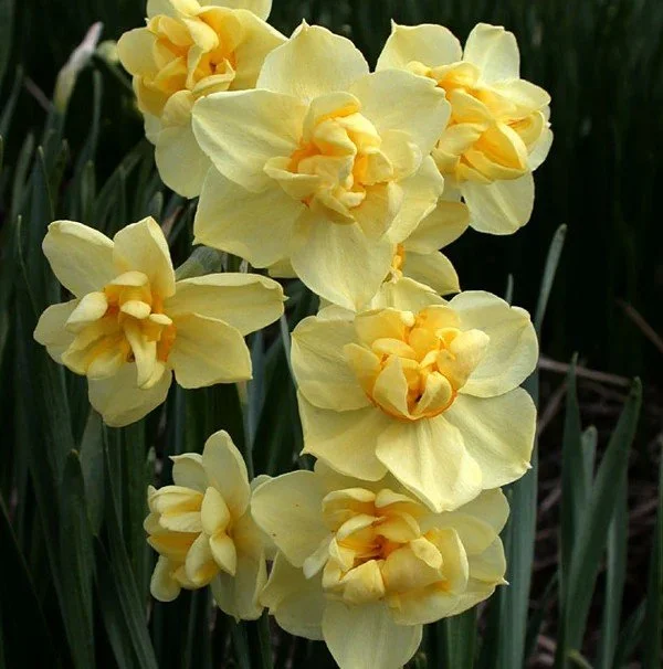 Yellow Cheerfulness Narcissus Bulb
