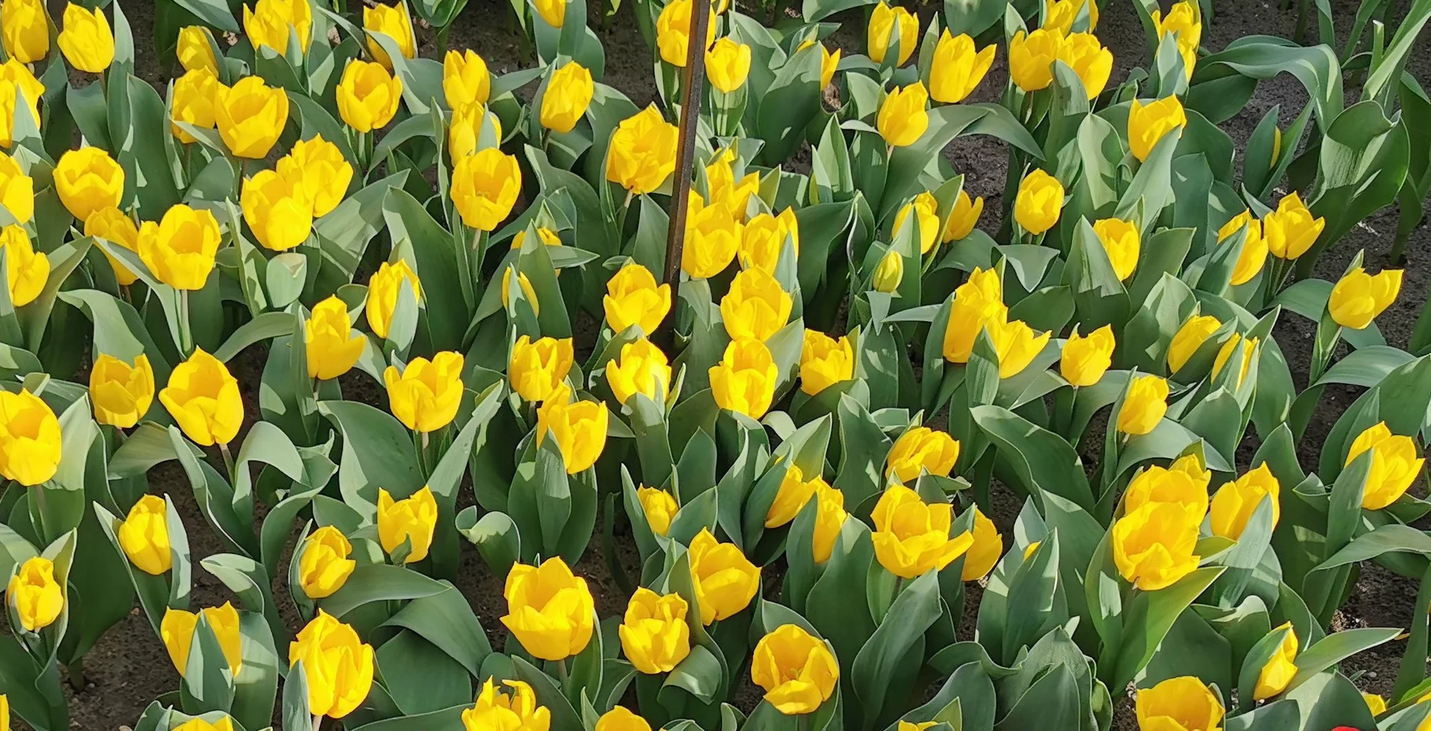 Tulip_Yellow_Flight.jpg