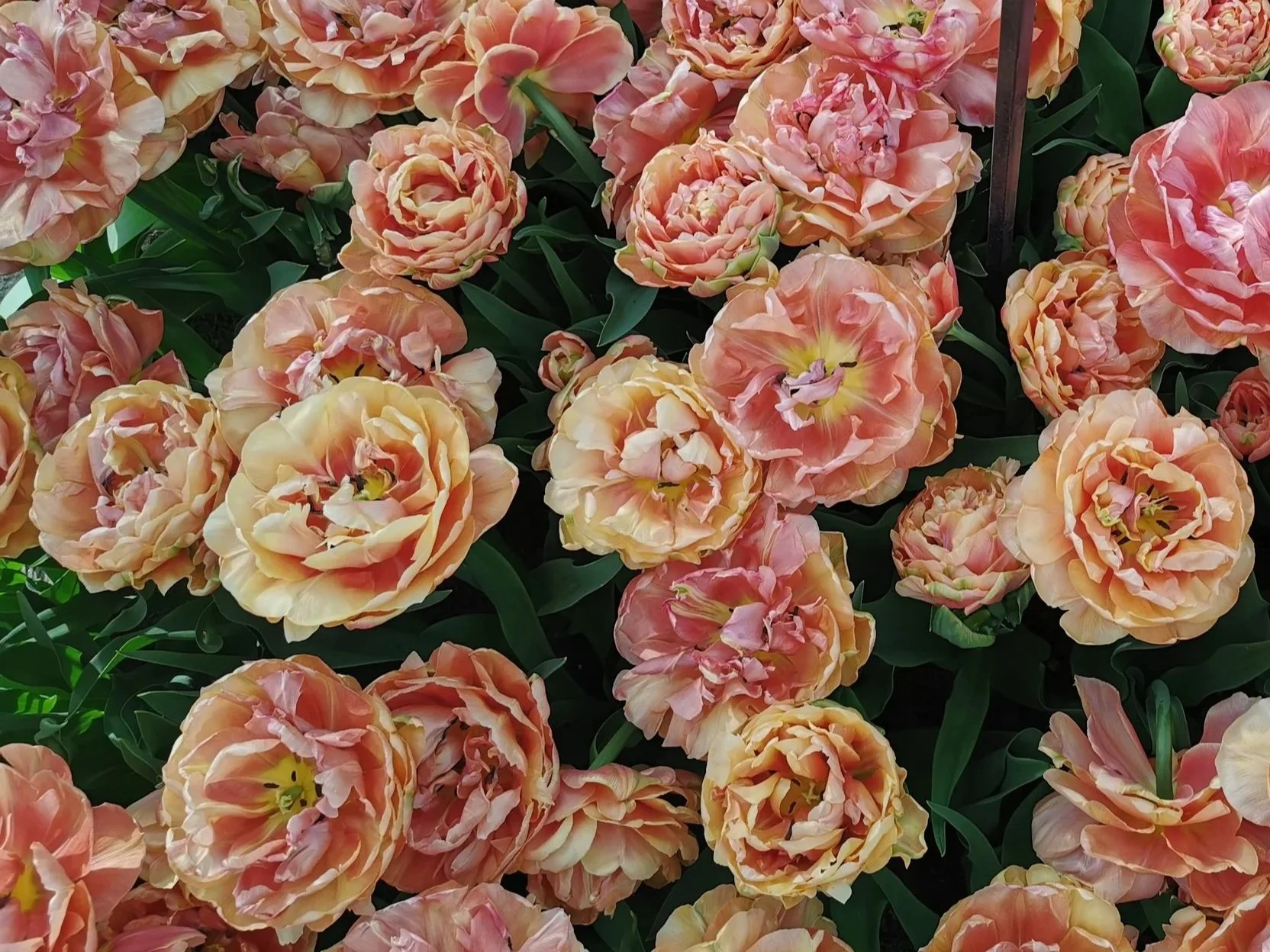 Tulip_Copper_Image.jpg