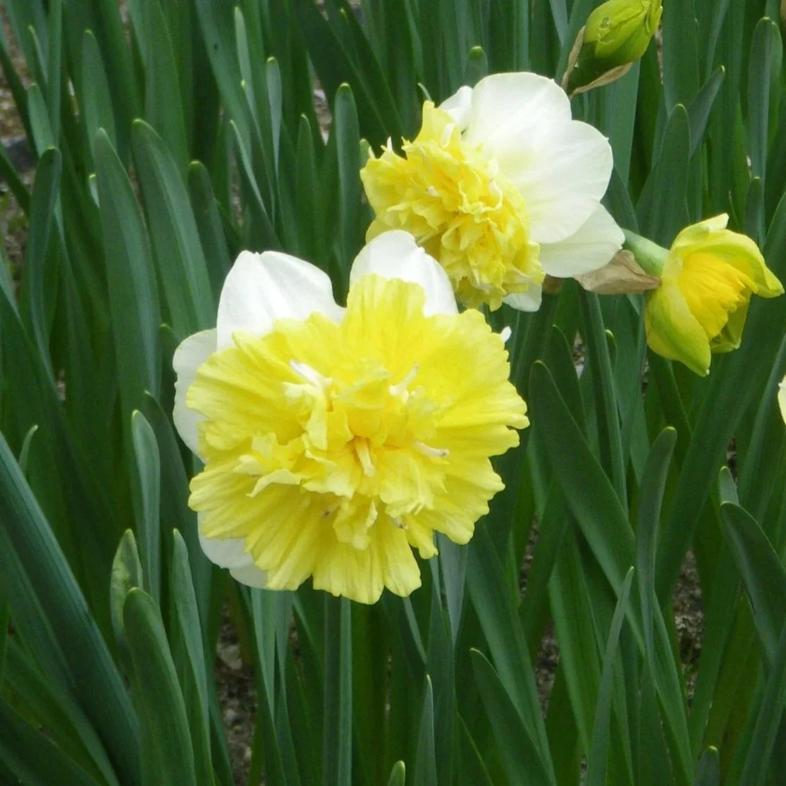 Ice King Narcissus Bulb