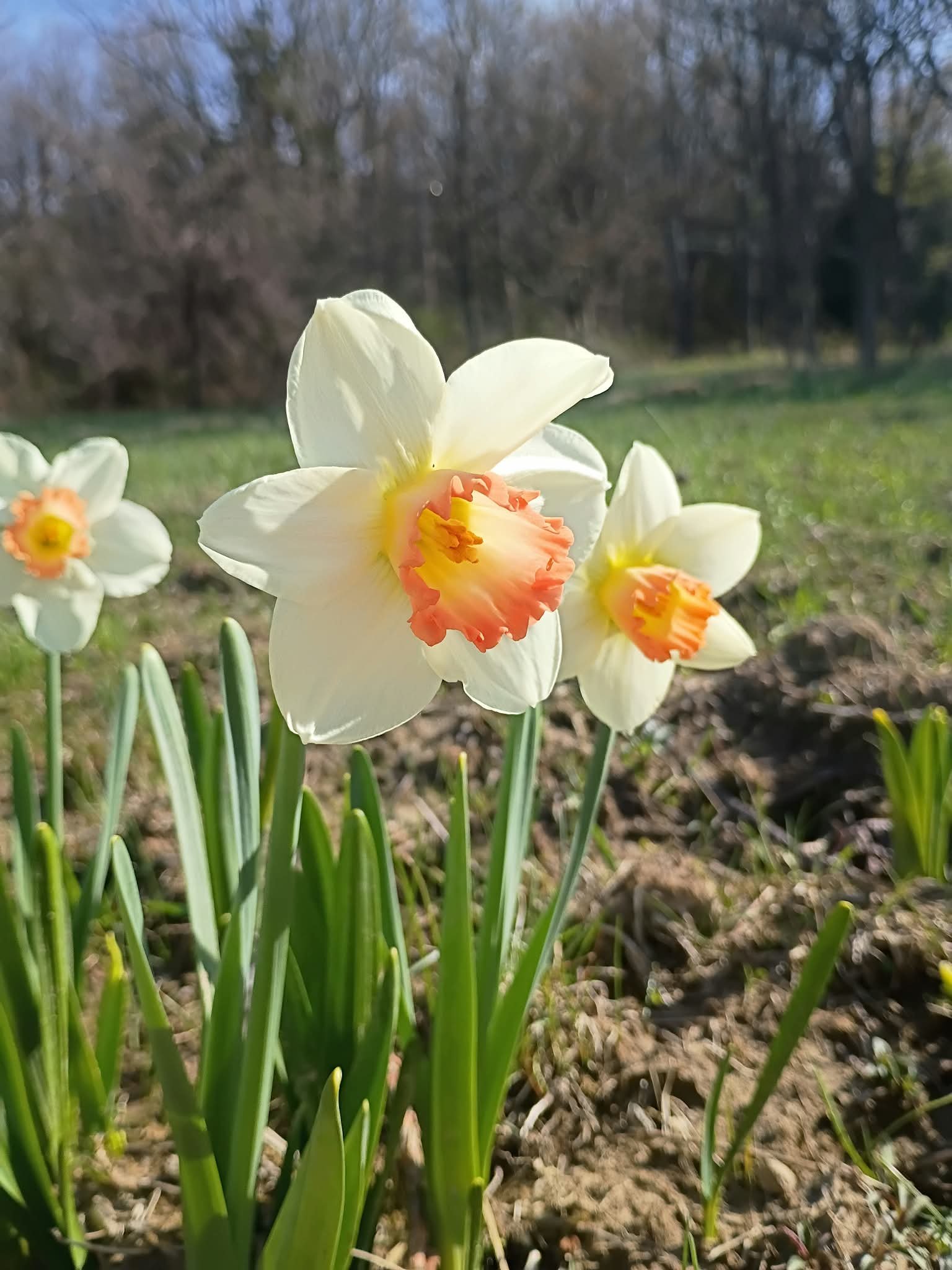Pink Charm Narcissi Bulb