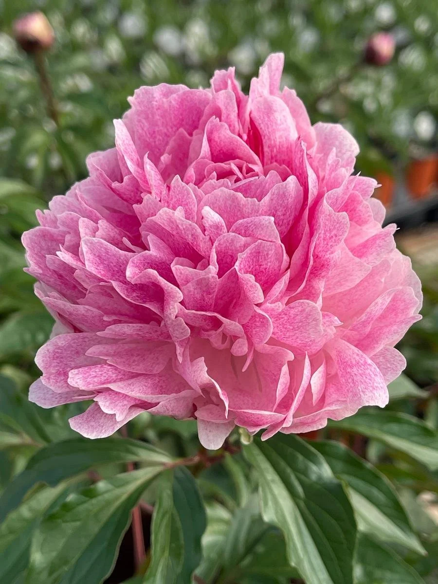 The Fawn Peony Bareroot