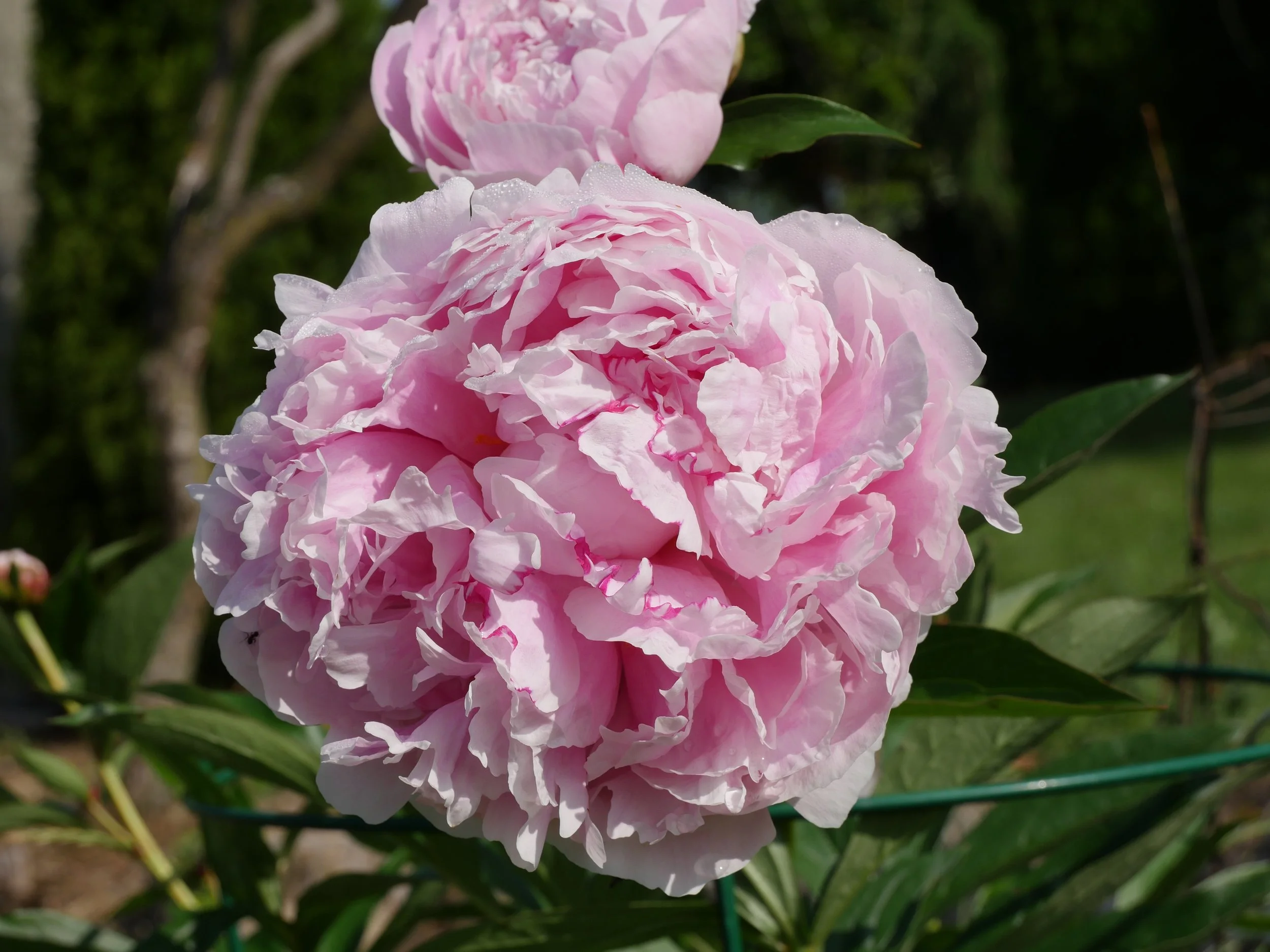 Sarah Bernhardt Peony Bareroot