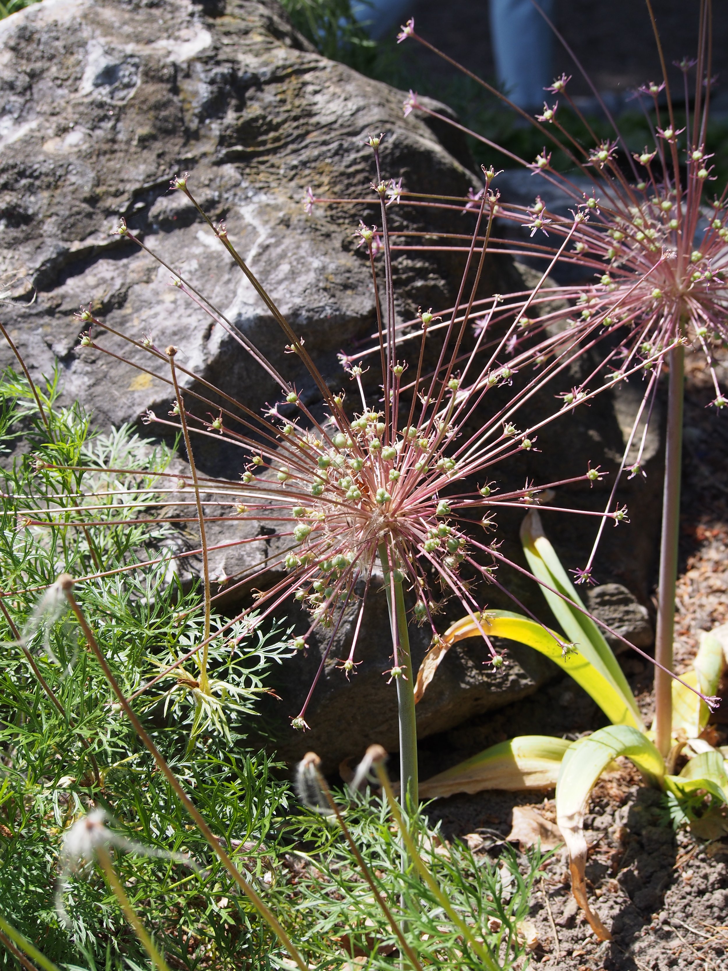 Schubertii Allium Bulbs