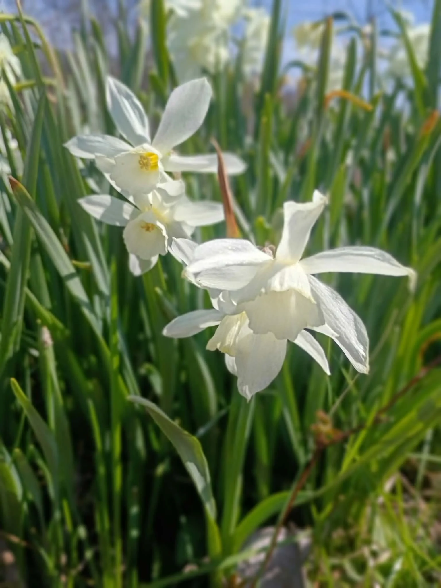Thalia Narcissi Bulb