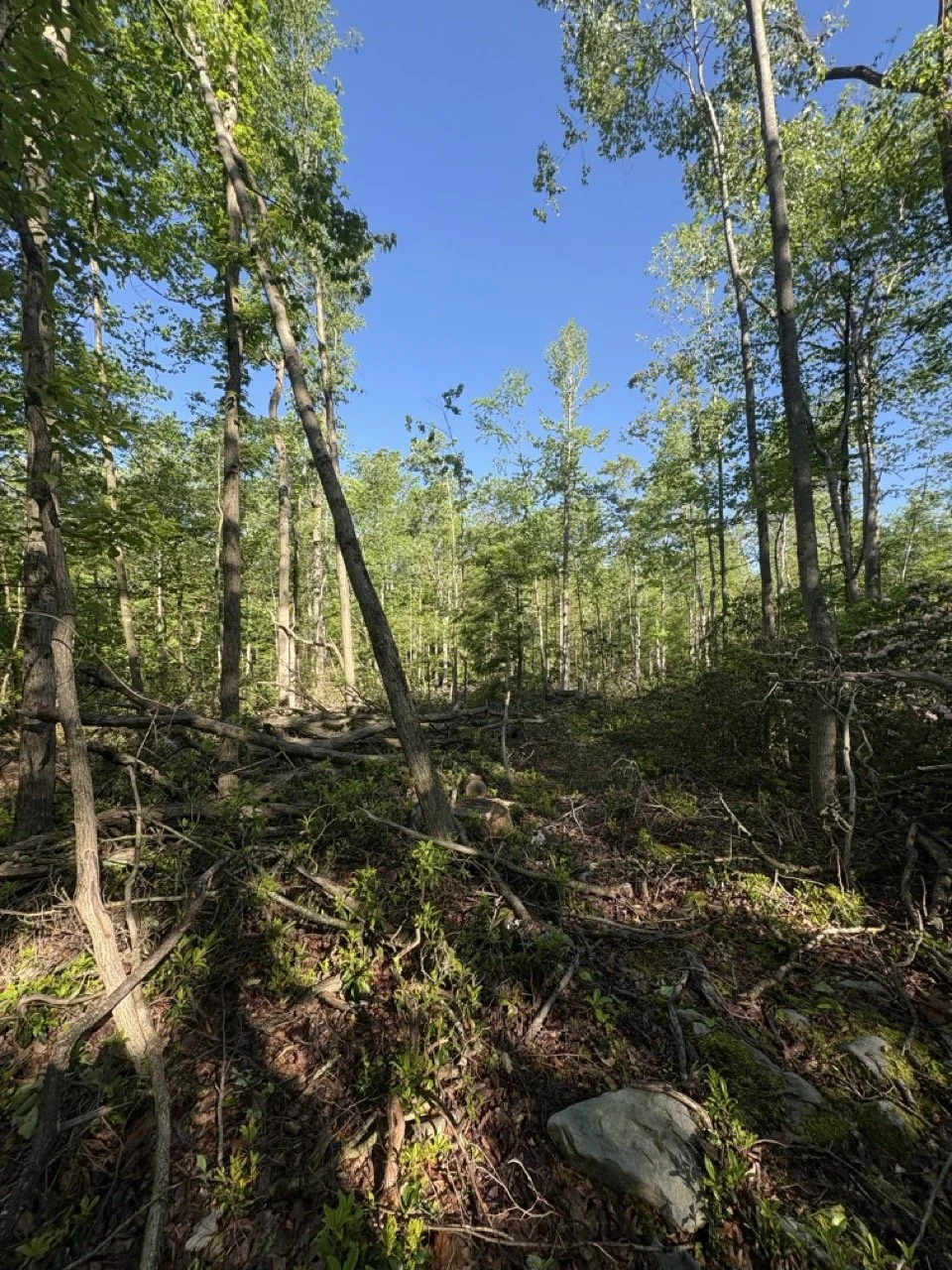 Before - logging debris