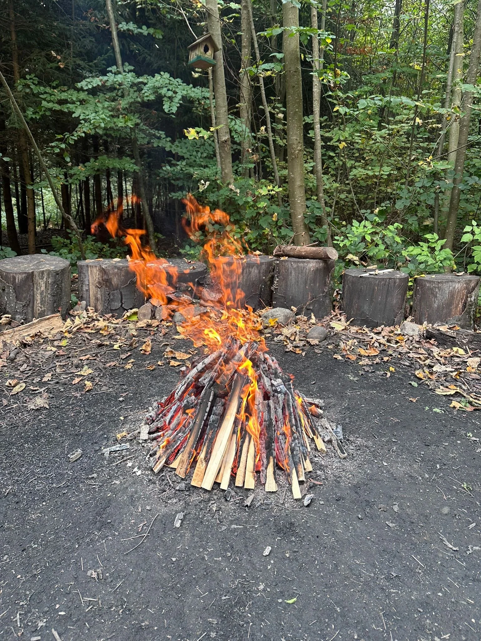 Primitive firing in the forest