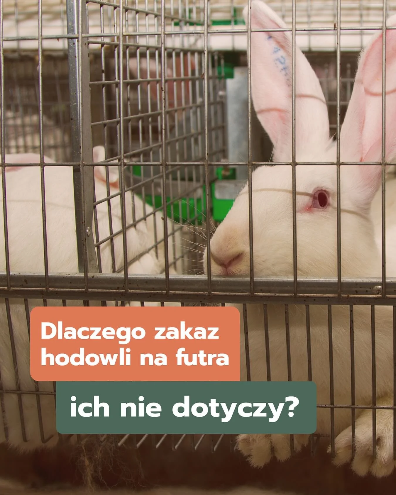 Dlaczego kr&oacute;liki zostały wyłączone z zakazu hodowli zwierząt na futra? 🐇 

Nowelizacja ustawy o ochronie zwierząt z 17 października 2025 r. to przełom &ndash; zakłada zakaz chowu i hodowli zwierząt futerkowych w celach komercyjnych. 

Po usto