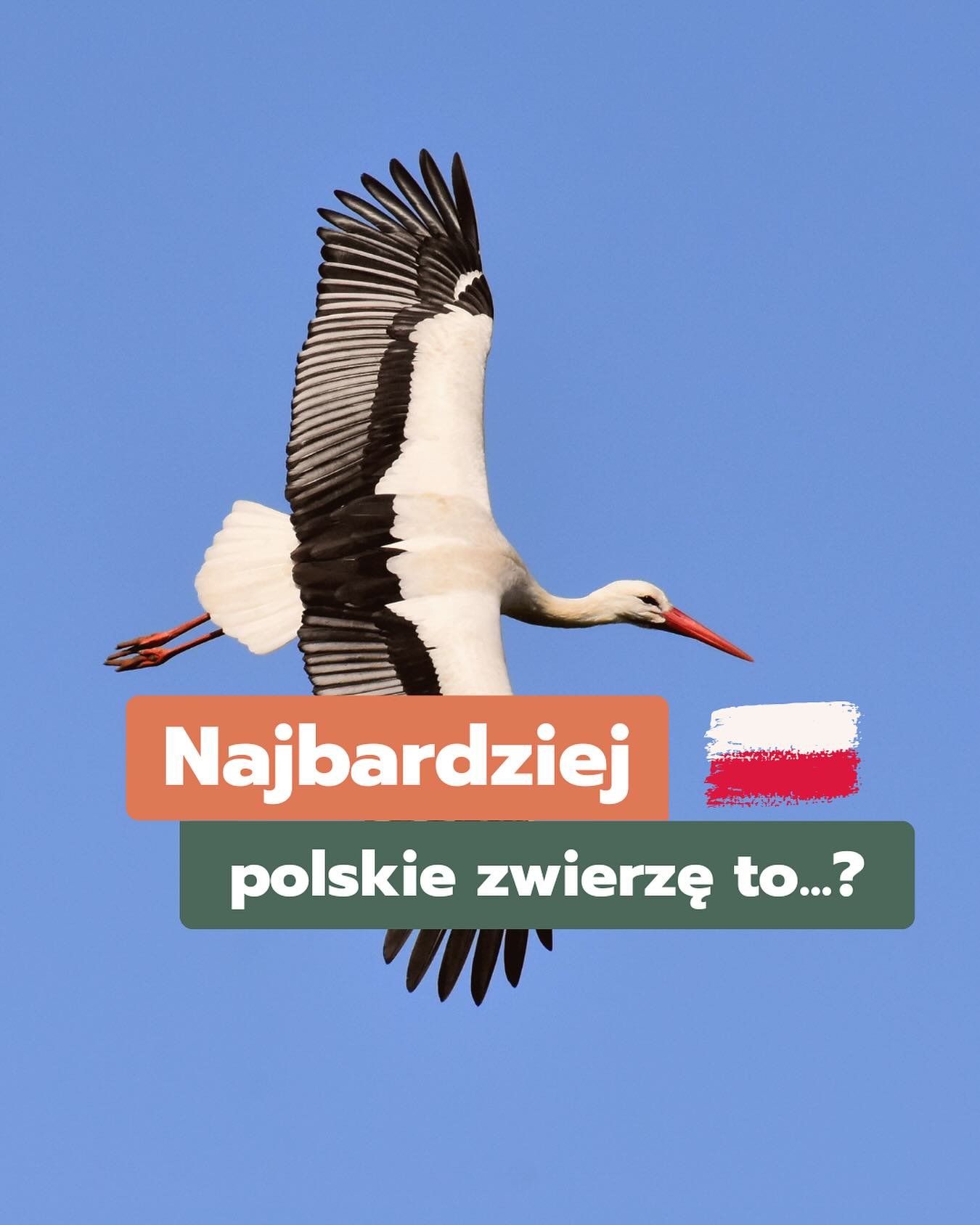 🇵🇱 Patriotyzm wsp&oacute;łistnienia 

Gdy myślimy &bdquo;polskie zwierzęta&rdquo;, widzimy orła, bociana, może żubra. 

Ale Polska to przecież też kot wolno żyjący, gołąb na dachu, szczur w parku, jeż w liściach czy sarna na łące. 
Każde z nich żyj