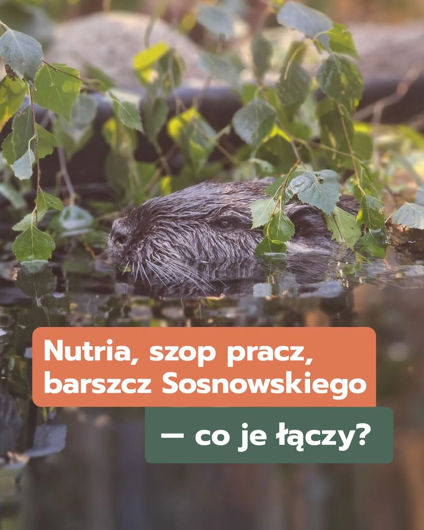 🤔Wiesz co łączy nutrie, szopa pracza i barszcz Sosnowskiego?

To o inwazyjne gatunki obce, czyli takie, kt&oacute;re trafiły poza swoje naturalne środowisko&hellip; i zaczęły zmieniać lokalne ekosystemy, zagrażając bior&oacute;żnorodności i powodują