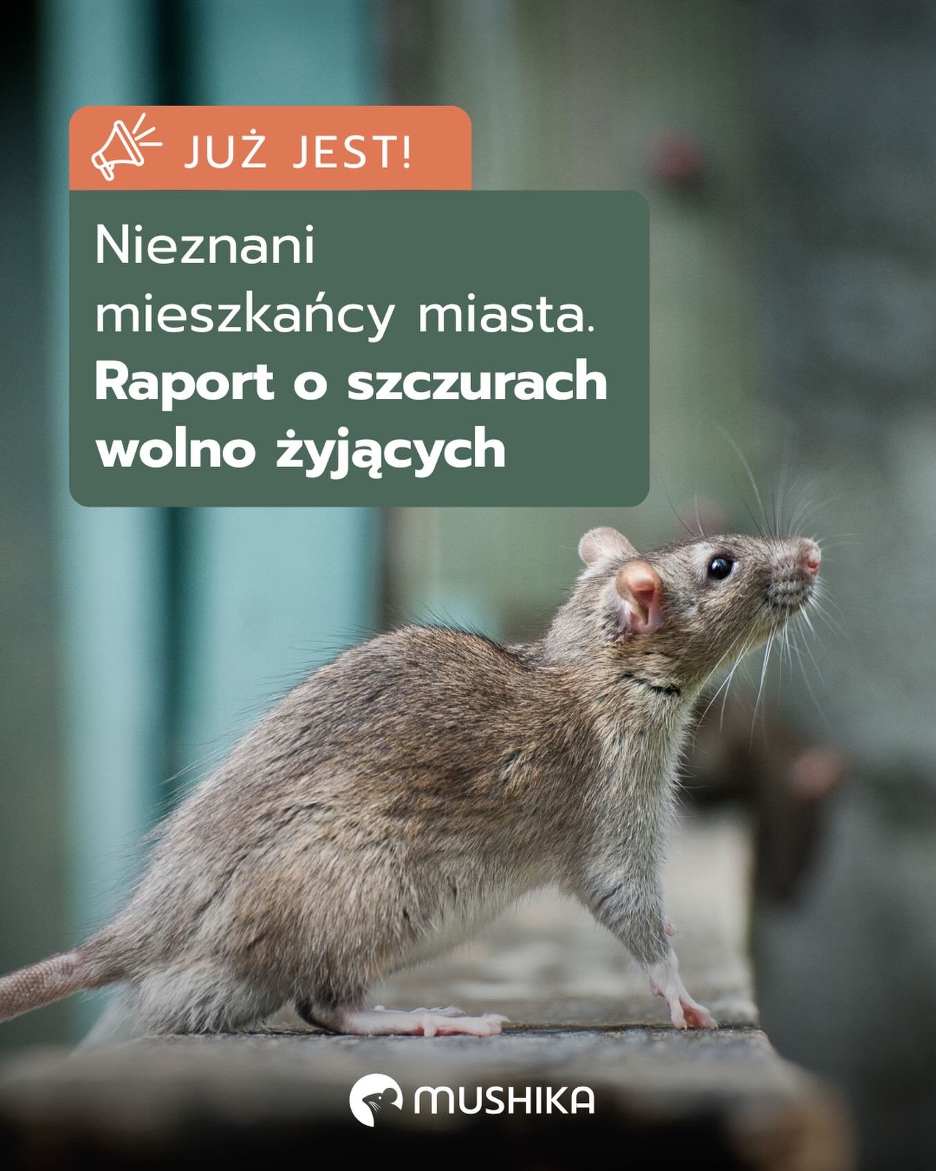 Opublikowałyśmy! 🐀📘 

Po kilku miesiącach pracy oddajemy w Wasze ręce raport &bdquo;Nieznani mieszkańcy miasta. Raport o szczurach wolno żyjących&rdquo; &ndash; pierwsze w Polsce tak szerokie opracowanie o zwierzęciu, kt&oacute;re wszyscy widzimy, 