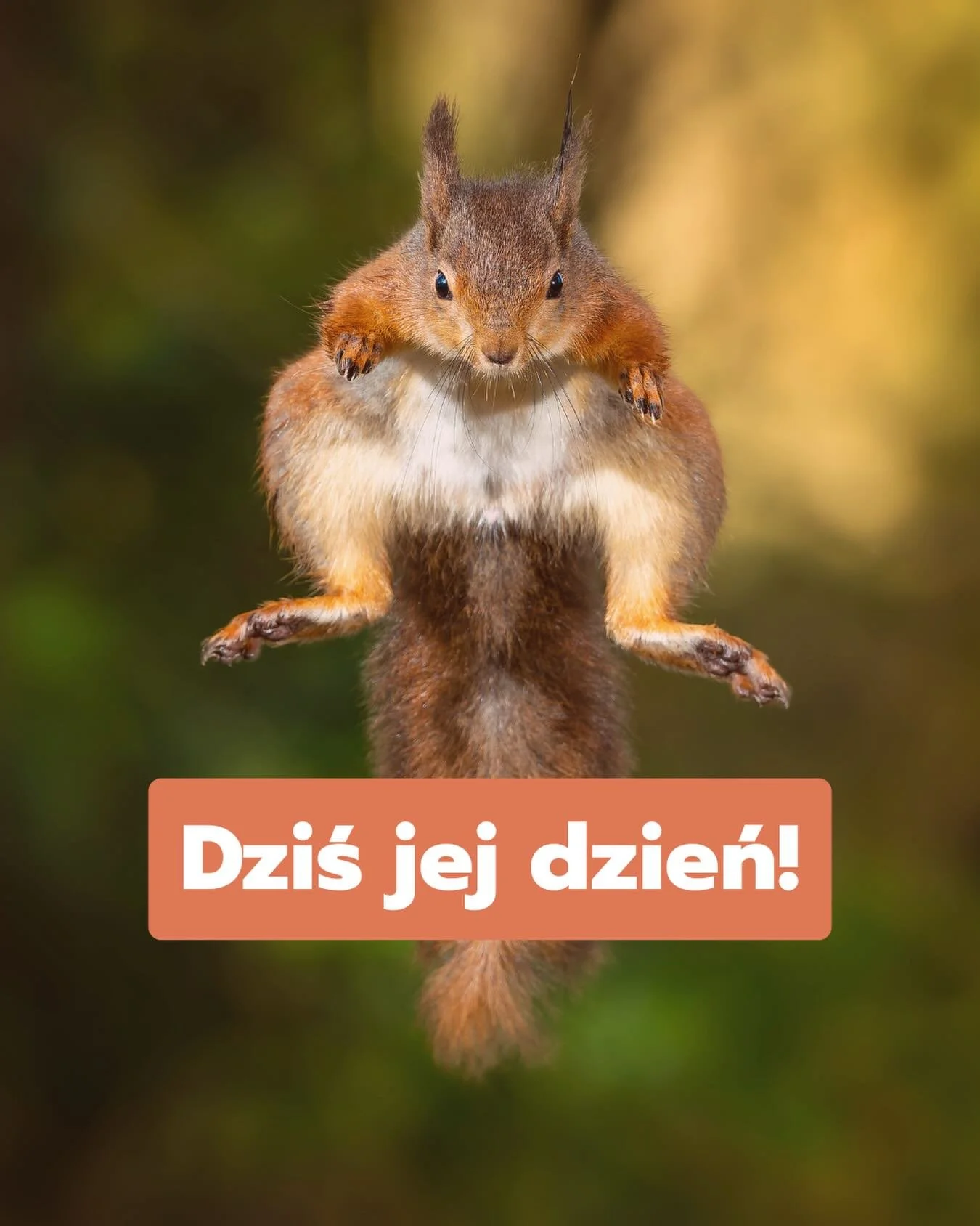 Dziś Dzień Wiewi&oacute;rki 🐿️🎉 

Czy wiesz, co robią, żeby zabezpieczyć swoje zapasy? 

Gdy wiewi&oacute;rki czują, że ktoś na nie patrzy, potrafią &bdquo;udawać&rdquo; zakopywanie orzecha, a tak naprawdę przenieść go w inne miejsce. To jedna ze s