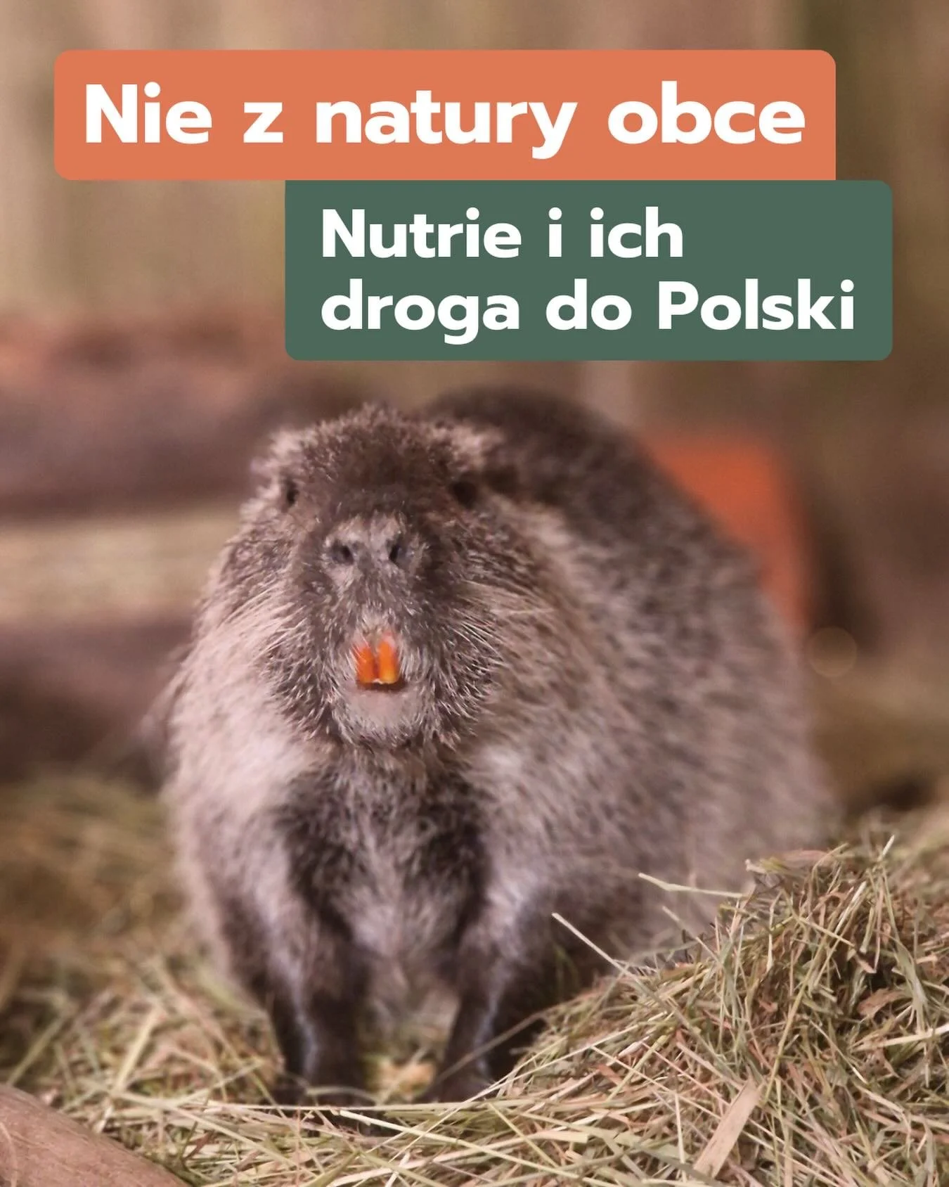 Czy wiesz, że&hellip;
 🦷 Zęby nutrii rosną przez całe życie i są pomarańczowe dzięki zawartości żelaza?
 💧 Nutrie potrafią pływać, nurkować i karmić młode&hellip; w wodzie?
 🌍 Zostały sprowadzone do Polski na potrzeby przemysłu futrzarskiego, a ni
