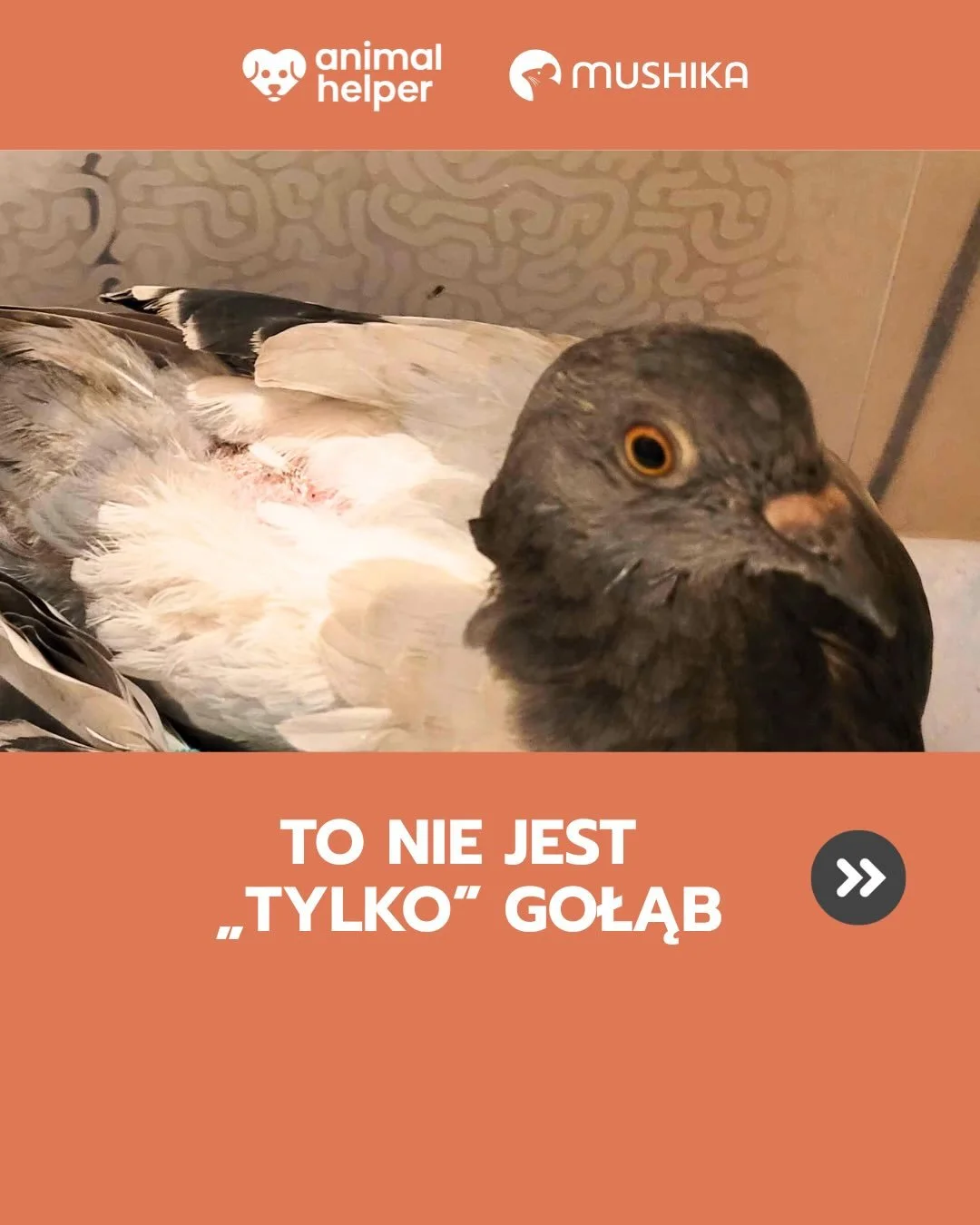 Myślisz, że poradzą sobie same? 

NIE ZAWSZE ❌ Dzikie gołębie żyją średnio 4x kr&oacute;cej niż hodowlane. To najlepszy dow&oacute;d na to, że potrzebują naszej pomocy 🛟

Widzisz gołębia lub inne zwierzę, potrzebujące pomocy? Reaguj - dzwoń do Anima