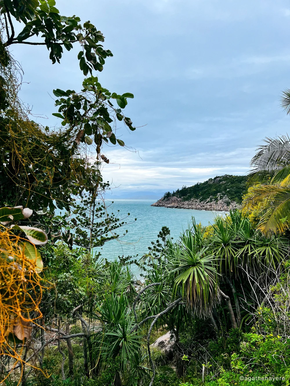 Magnetic Island ile au Koalas Queensland